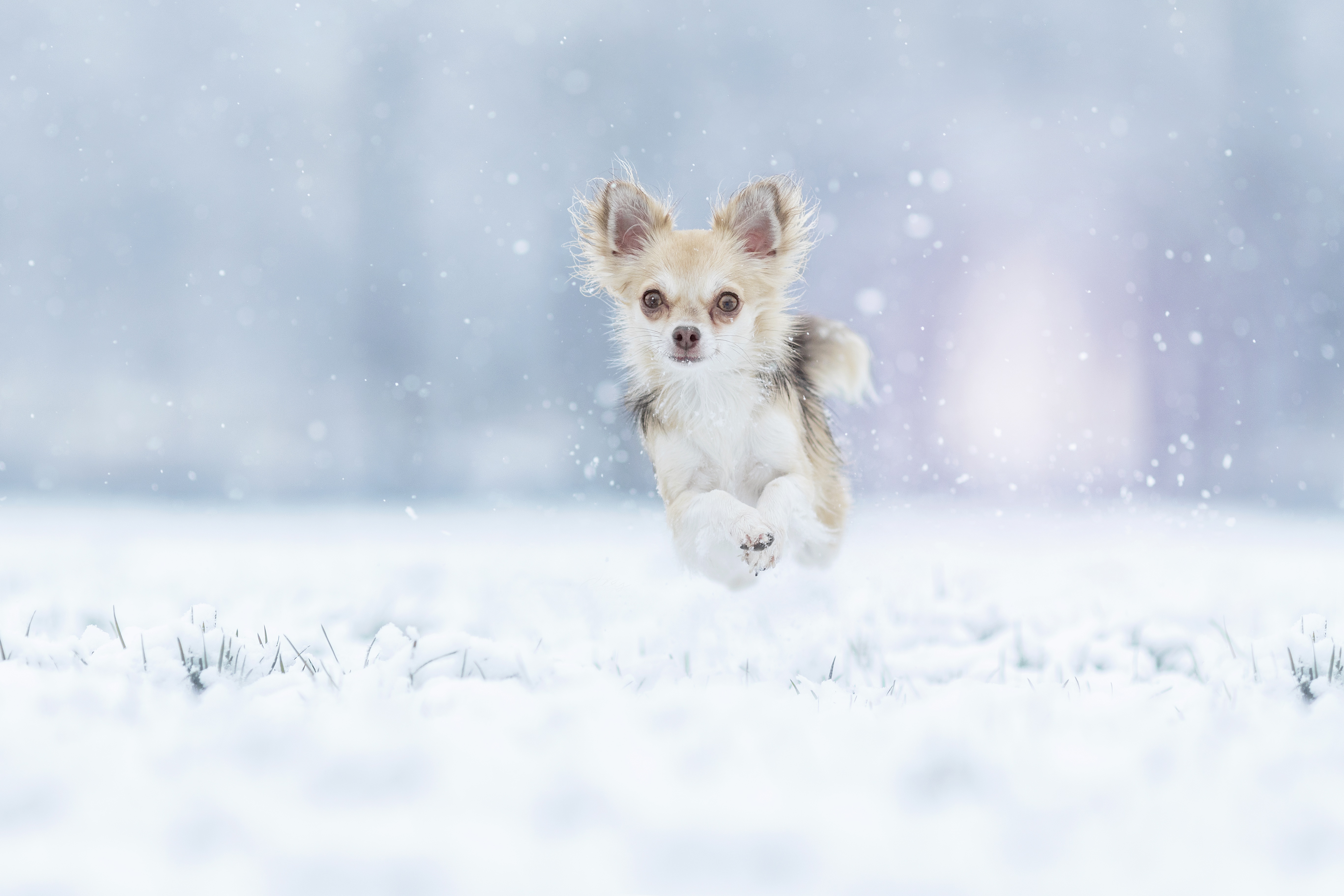 jump, chihuahua, dogs, winter Running HQ Background Images