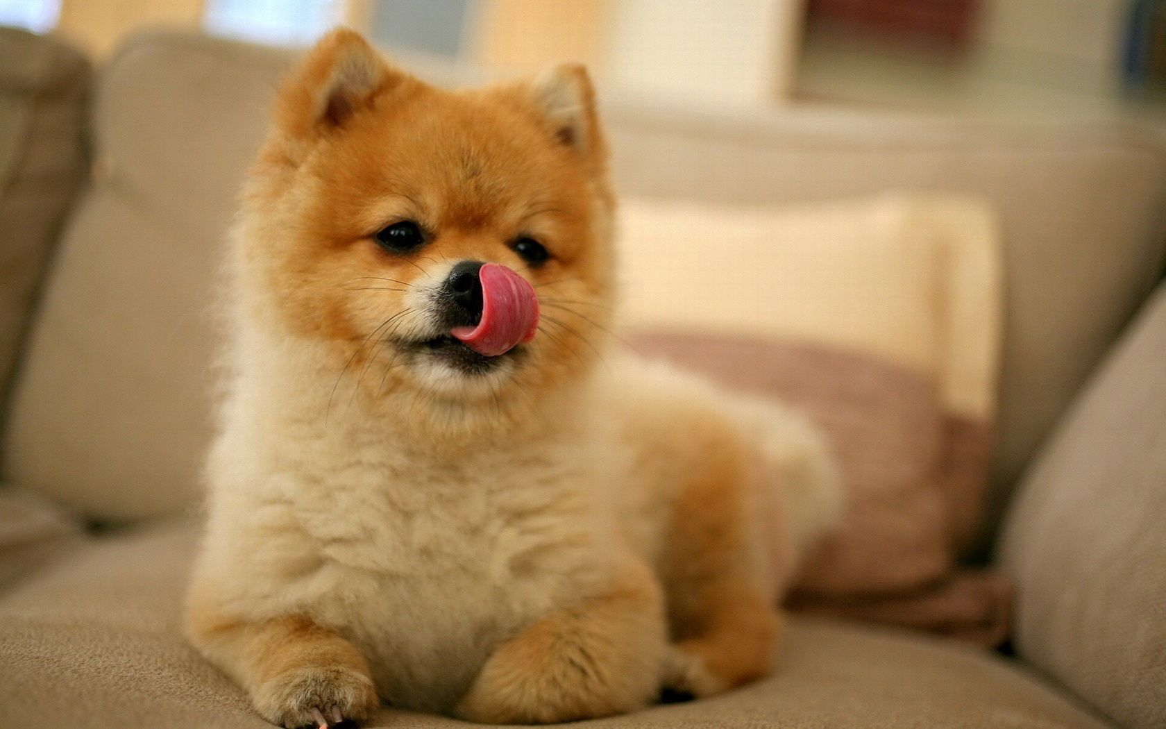 muzzle, animals, puppy, small, lick your lips, licking 2160p
