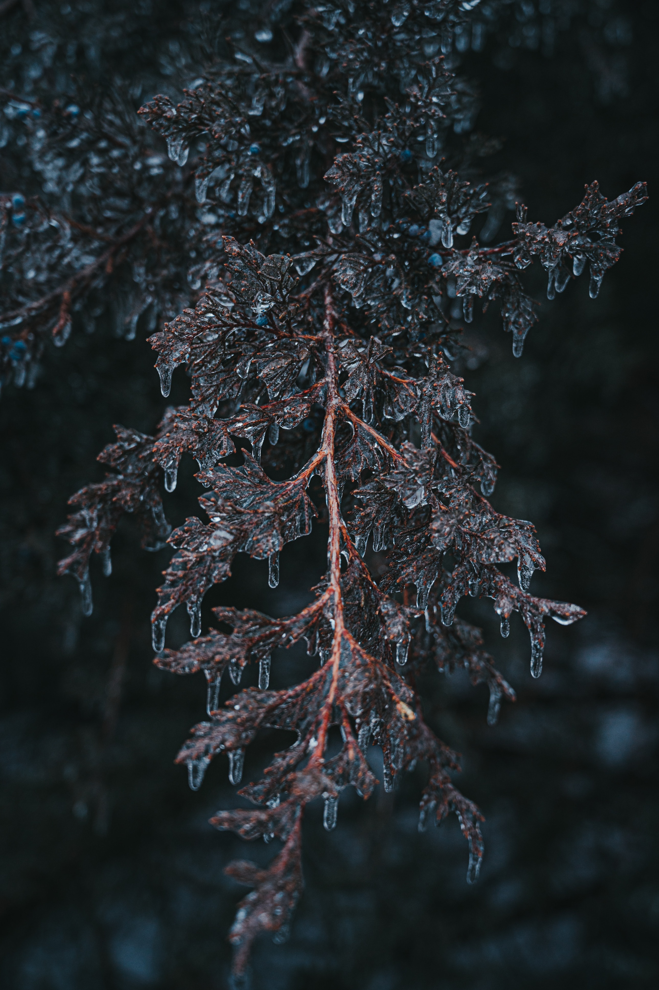 ice, frost, branch, macro, plant