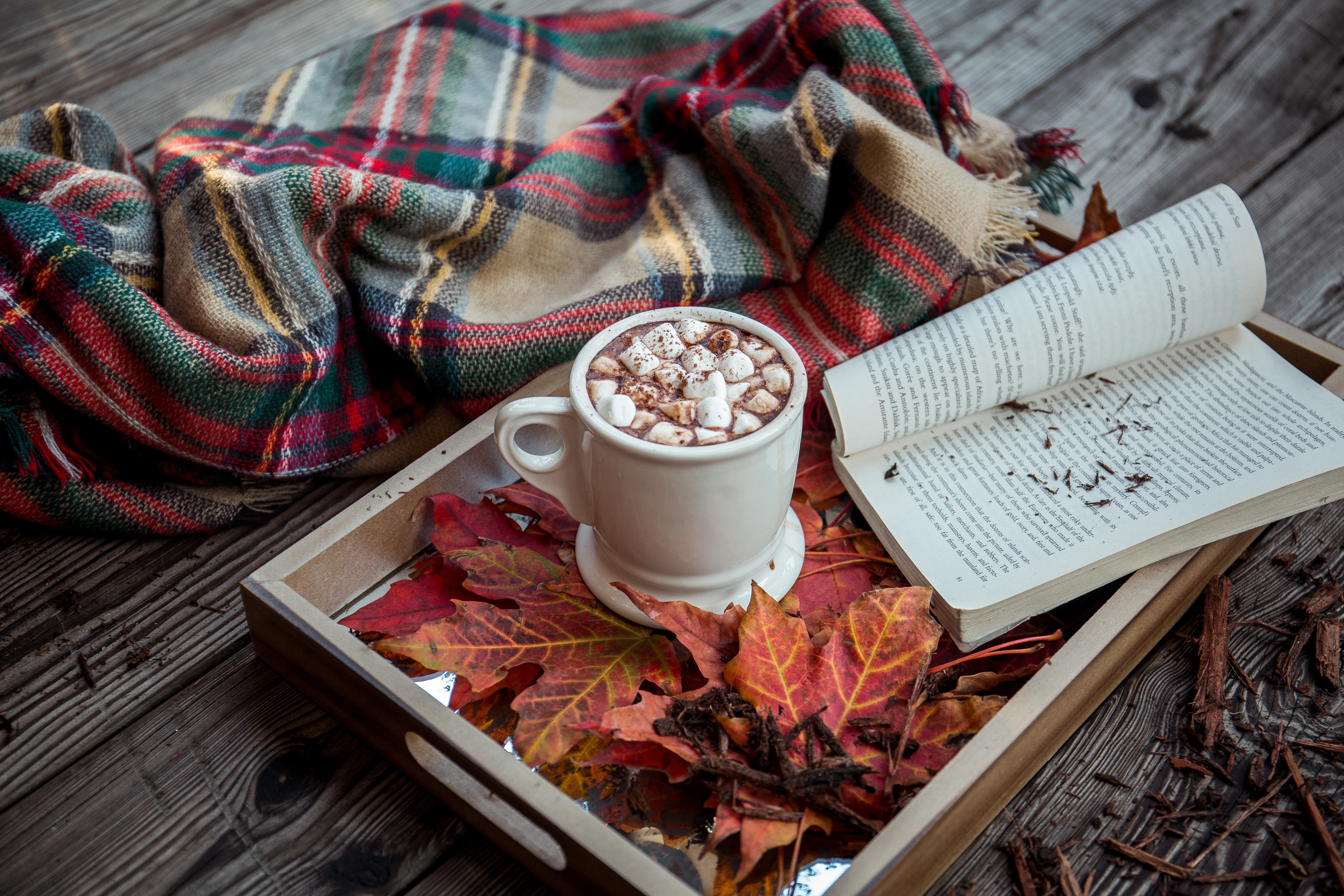 autumn, food, book, marshmallow, zephyr, cocoa, plaid QHD