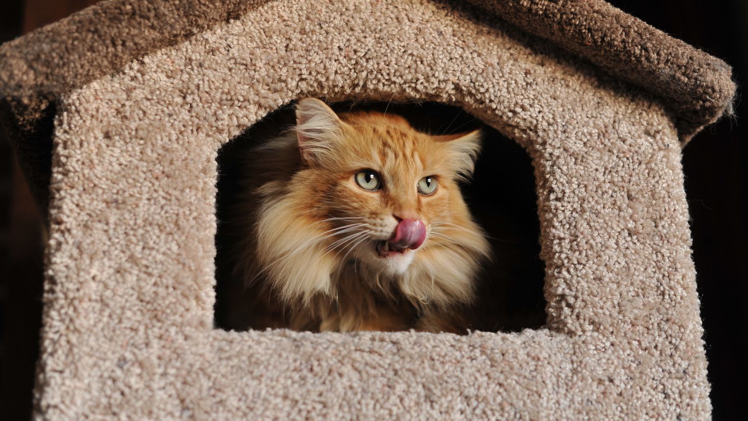 Котов в домашних условиях. Домик для кота. Коты в домике. Дом для котика. Рыжий кот в домике.