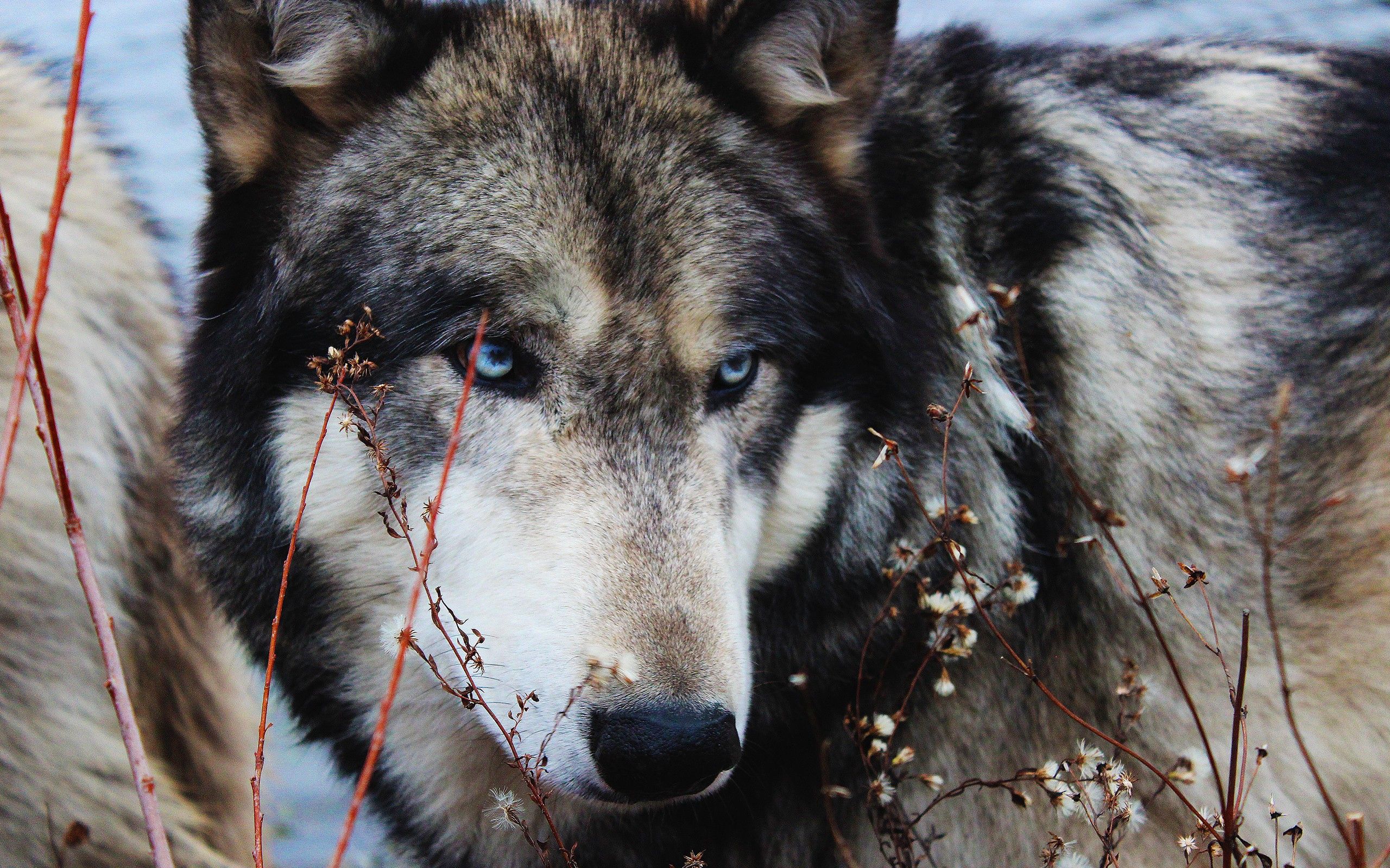 wolf, animals, grass, muzzle, sight, opinion, wild