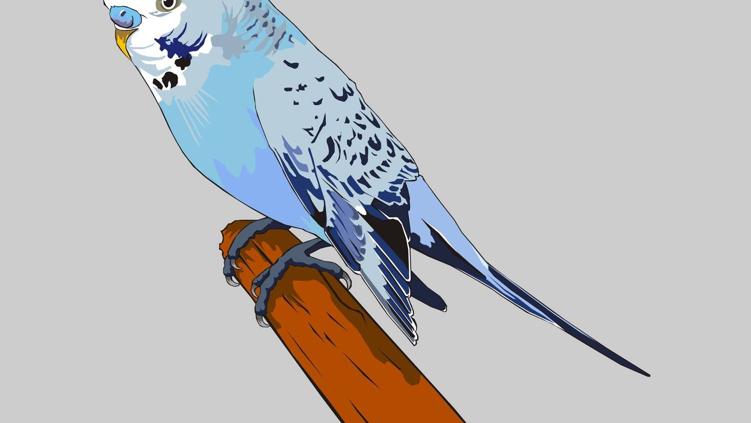 Нарисованный маленькие попугаи голубой