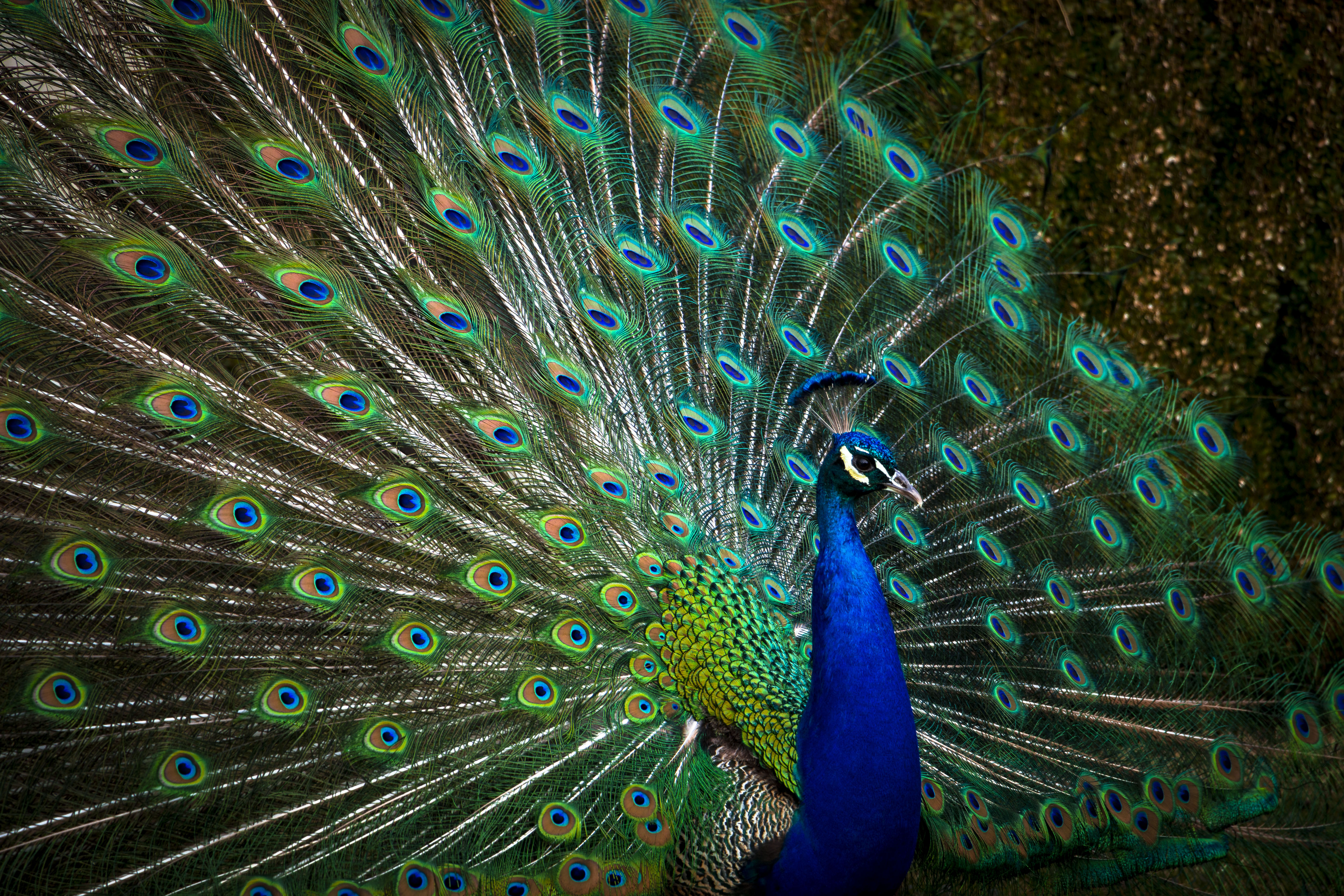 Mobile wallpaper: Animals, Bird, Feather, Peacock, 89696 download the  picture for free.