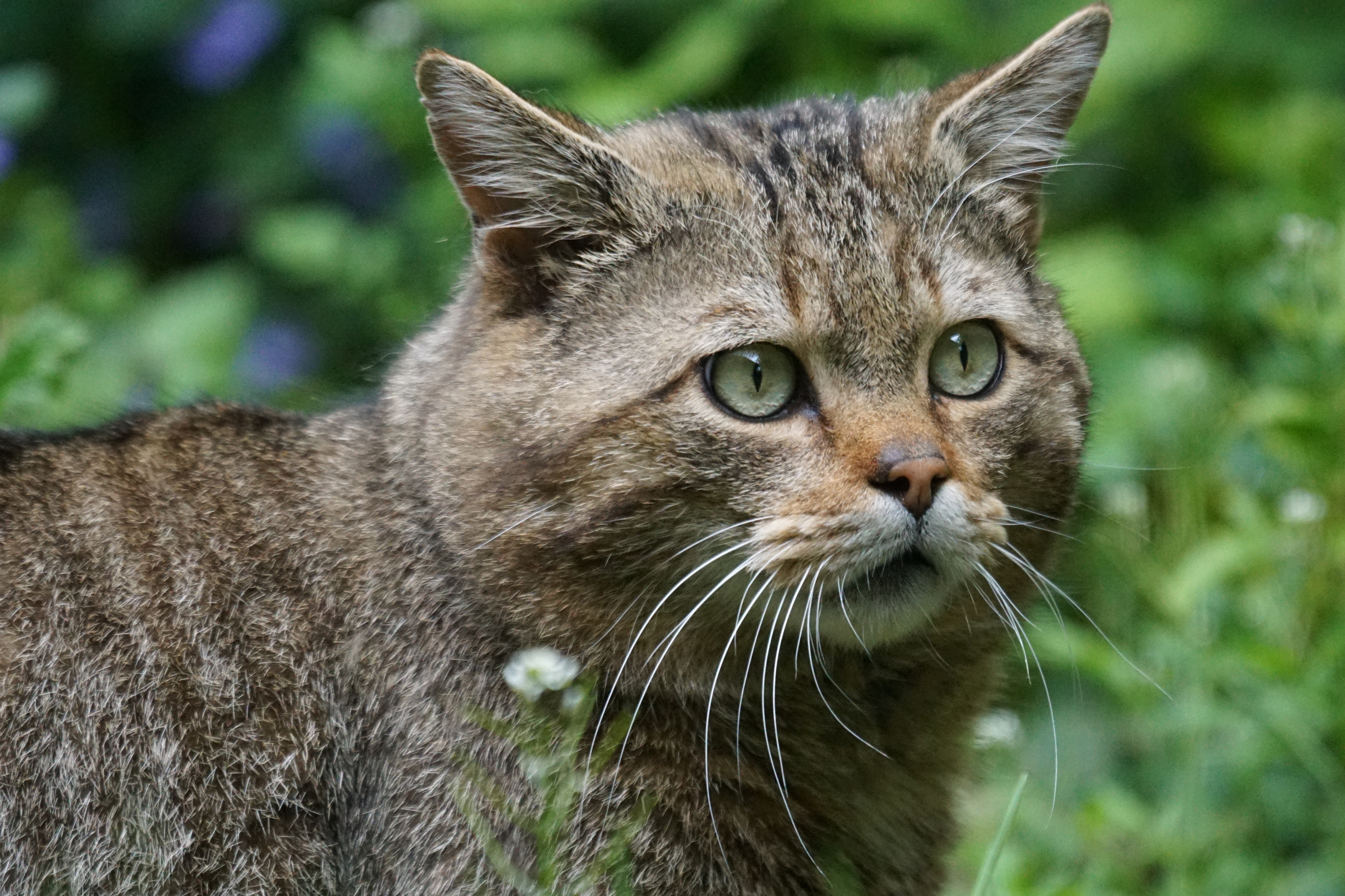 80166 Screensavers and Wallpapers Wild Cat for phone. Download animals, muzzle, sight, opinion, wild cat, wildcat, forest cat pictures for free