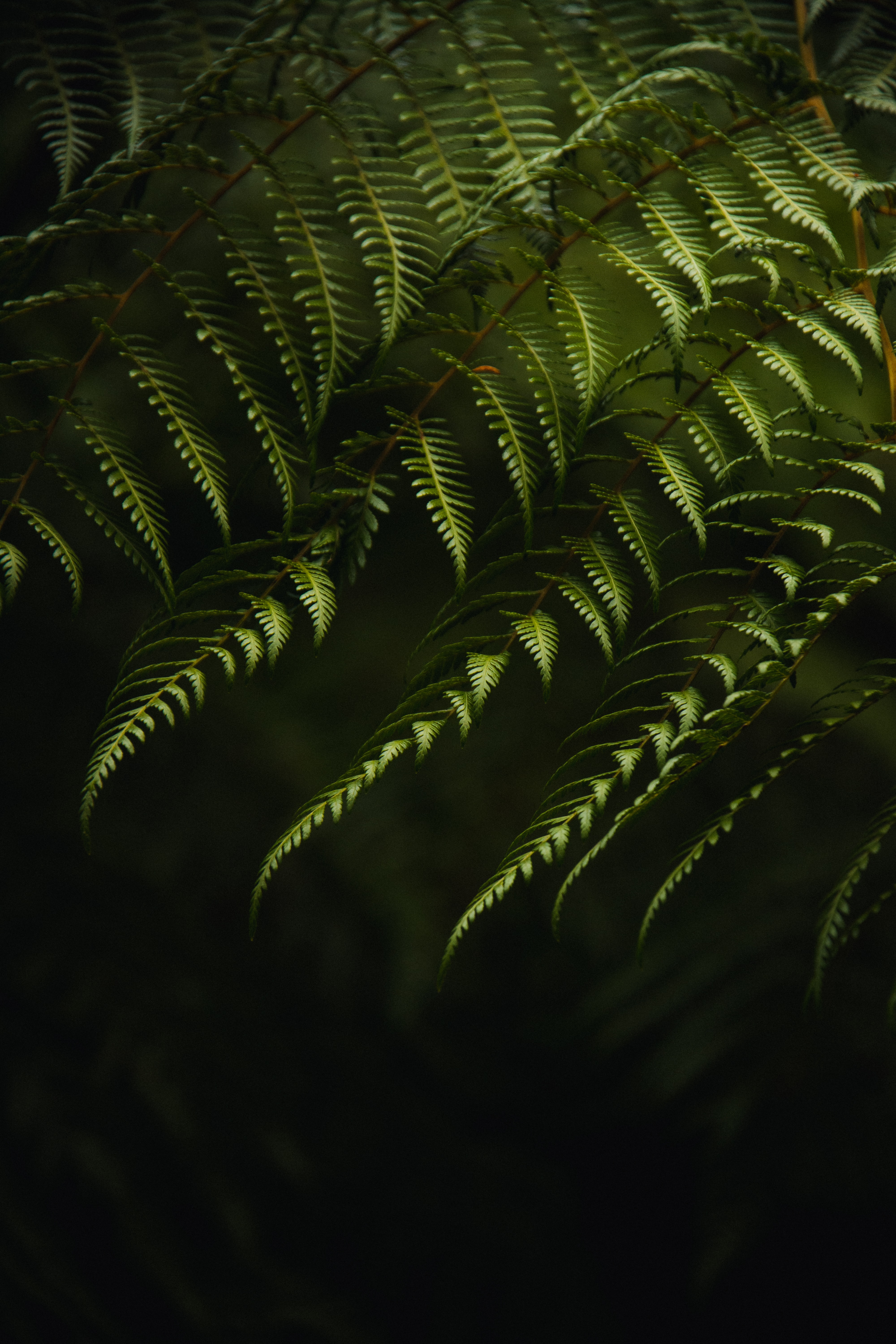 plant, green, bush, macro, fern, branches download HD wallpaper