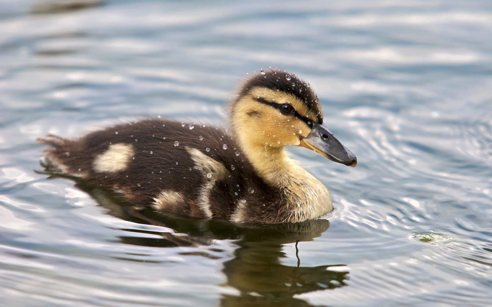 animals, water, spotted, spotty, to swim, swim, duckling Full HD