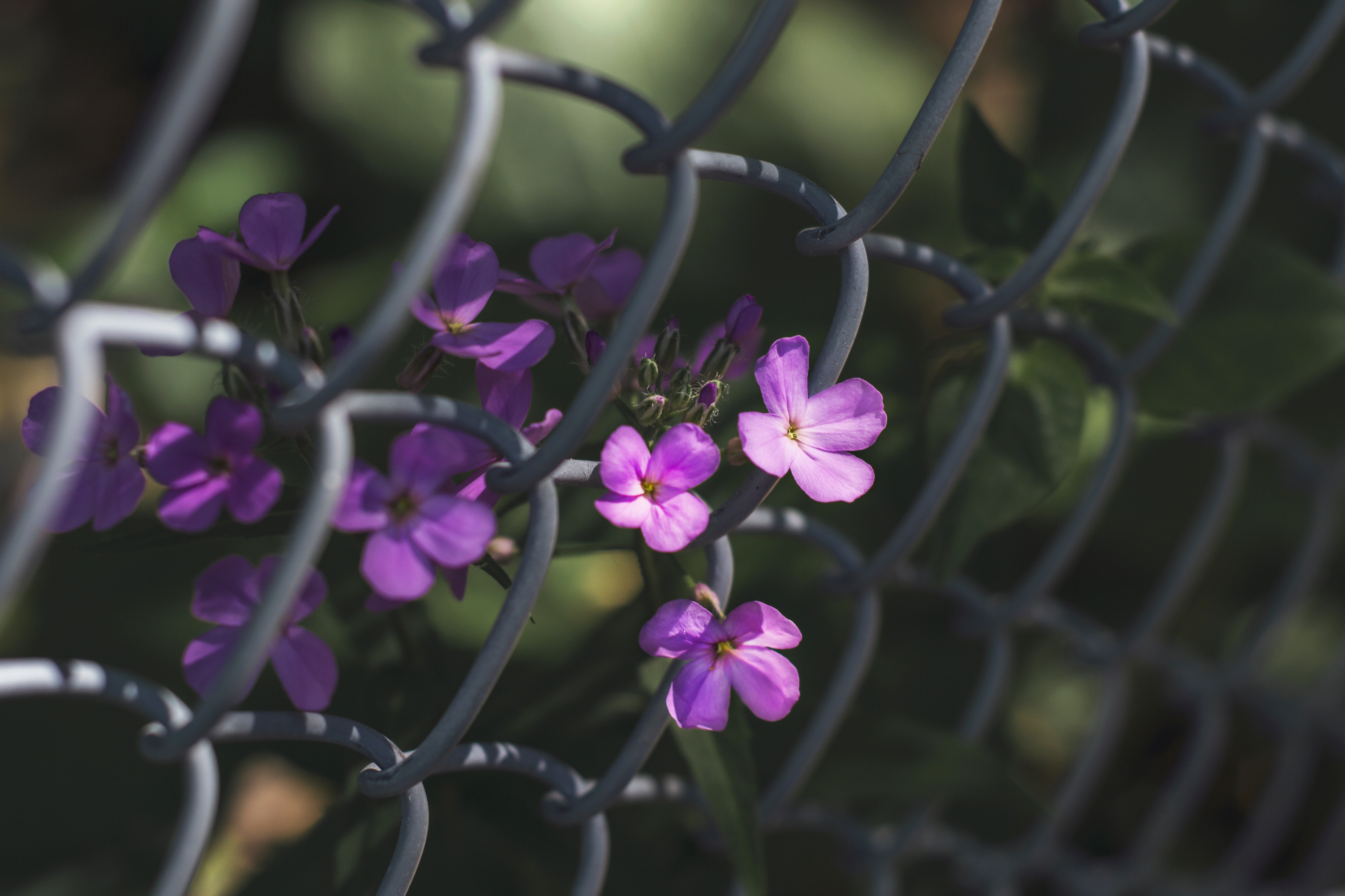 flowers, macro, grid, fence