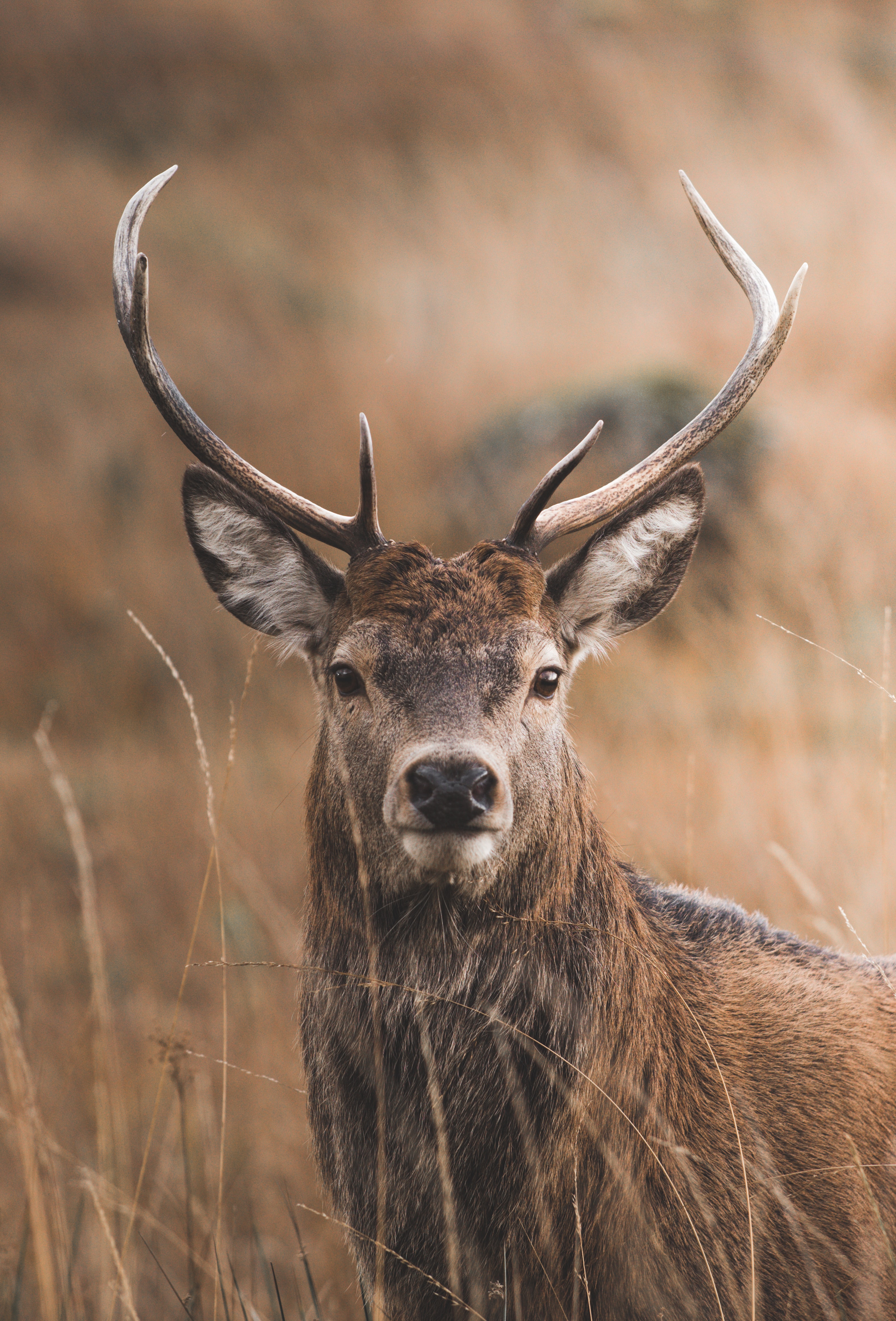 deer, animals, grass, sight, opinion, horns 4K Ultra