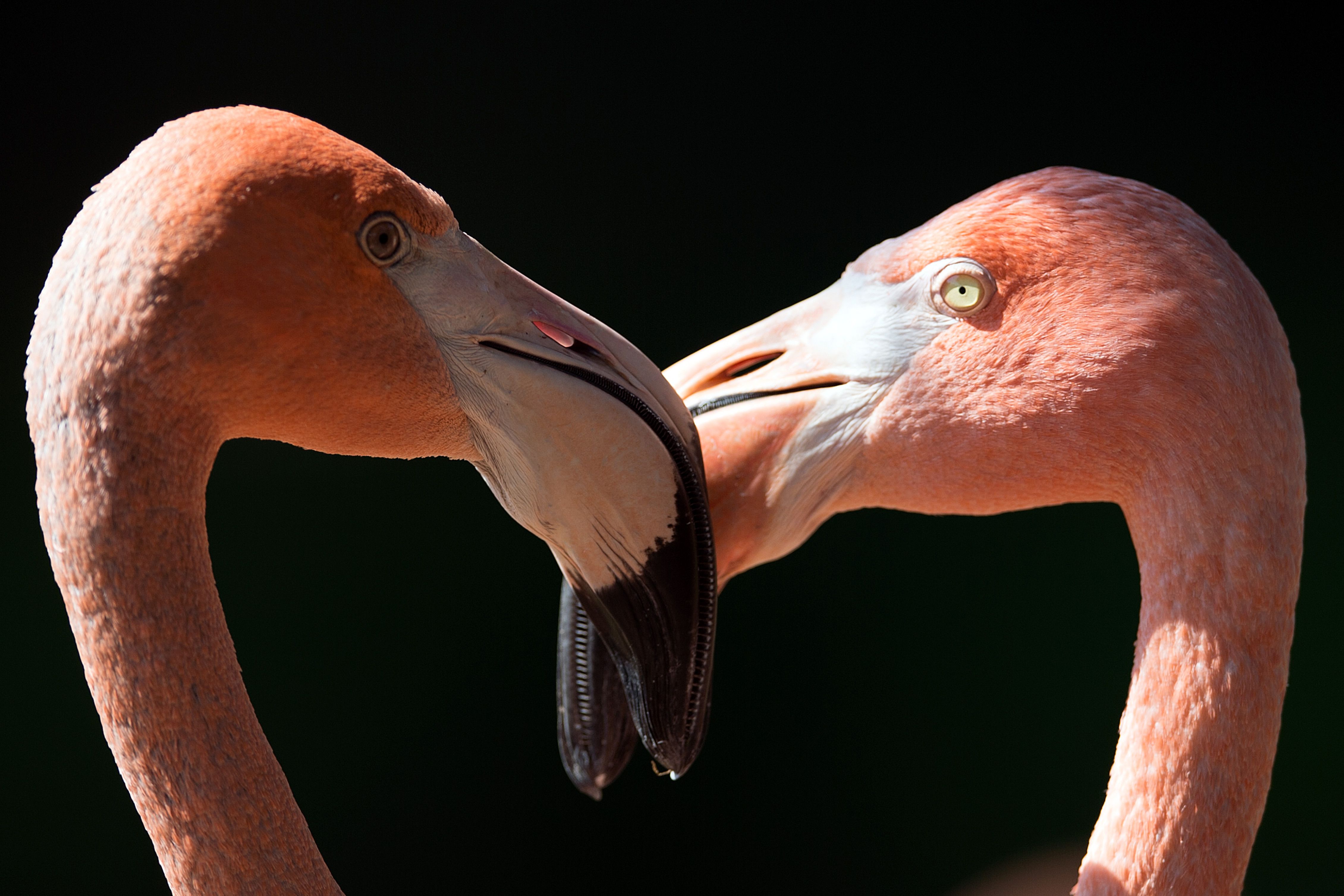HD desktop wallpaper: Birds, Flamingo, Animal download free picture #364510