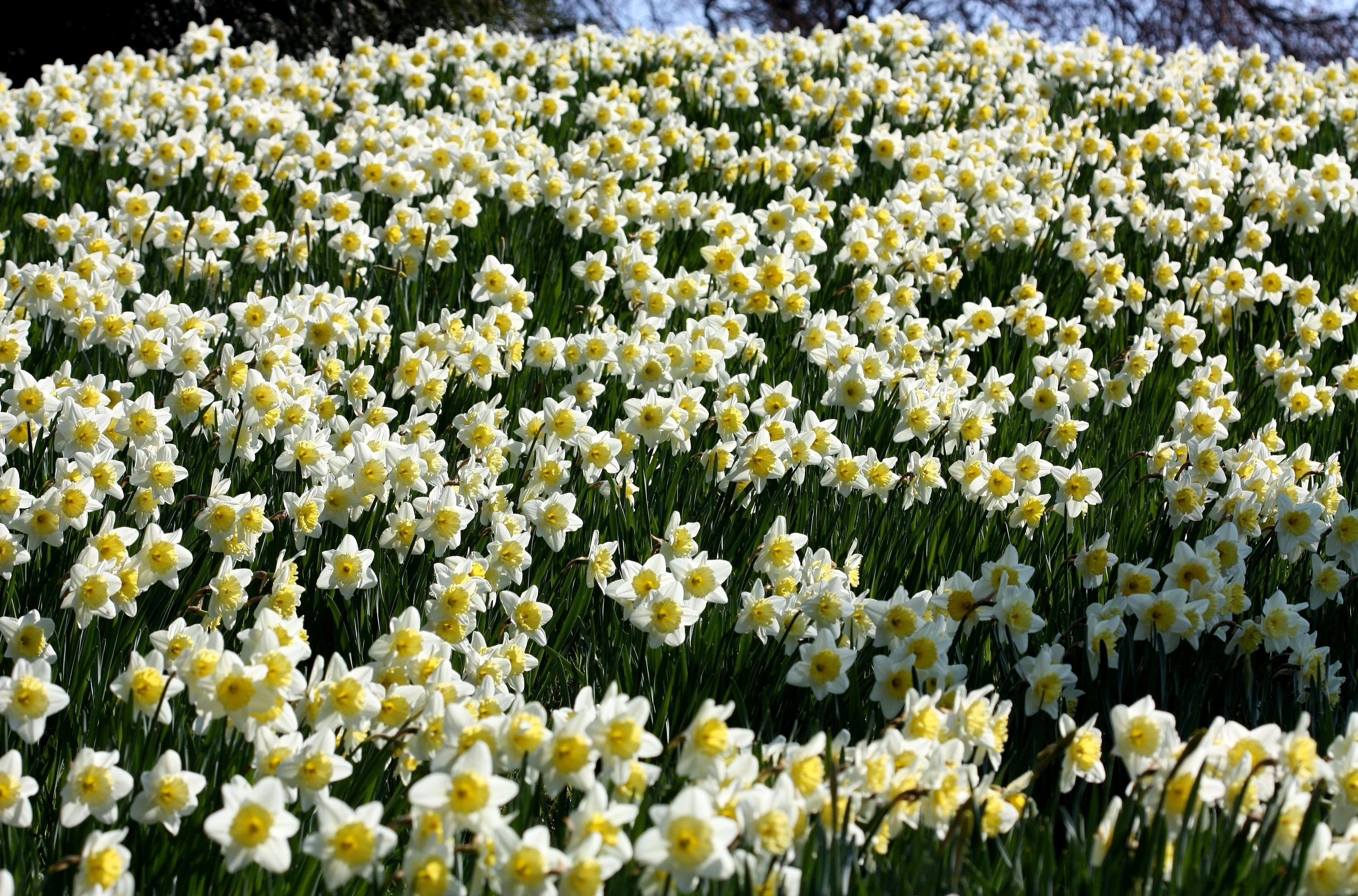 4K, FHD, UHD flowers, polyana, spring, narcissussi