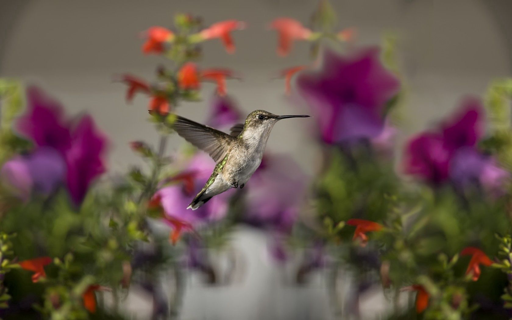 bird, animals, flowers, focus Humming-Birds Tablet Wallpapers