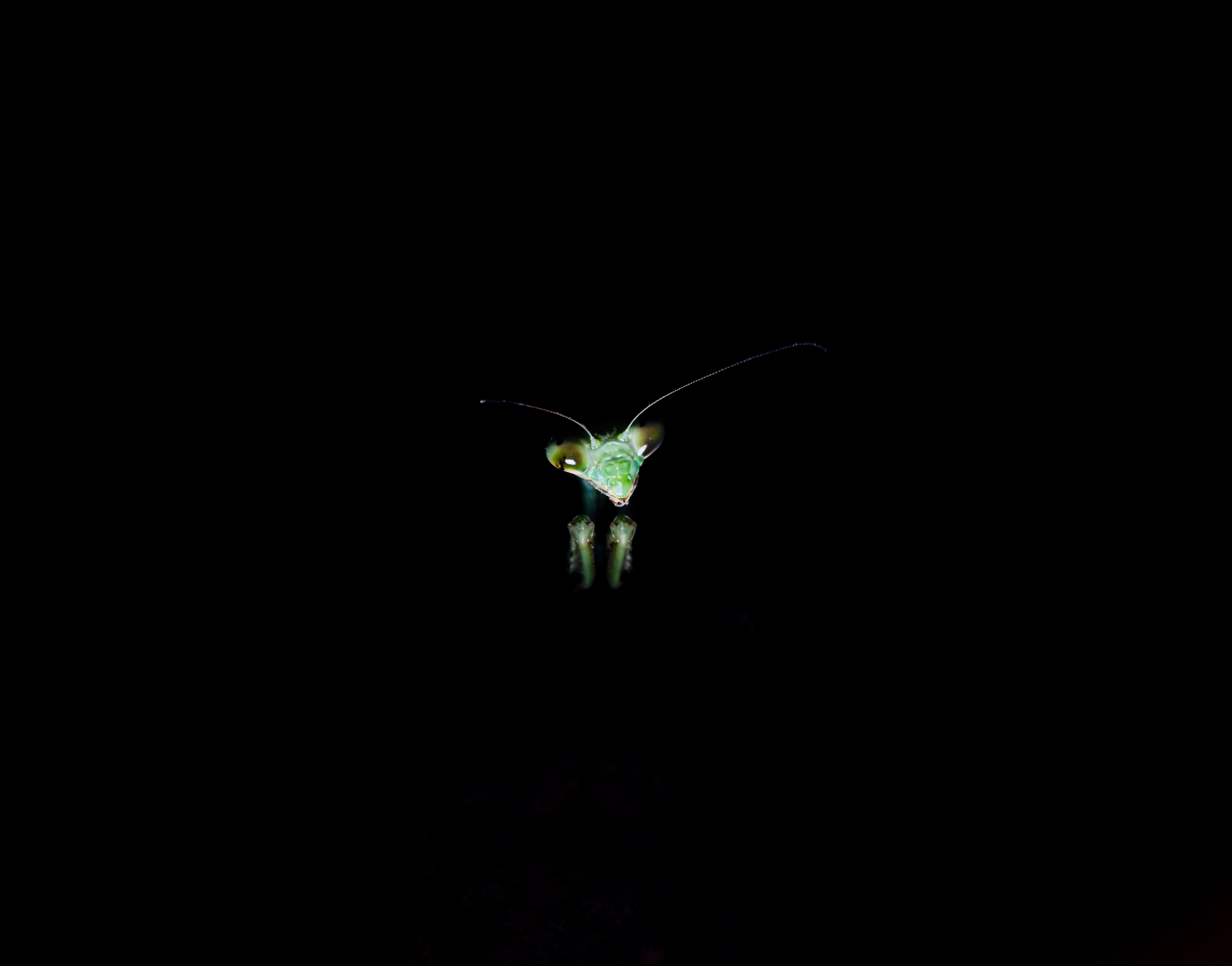 dark, eyes, dark background, mantis, insect