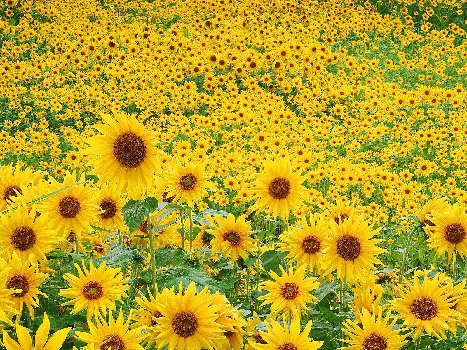 19141 Bild herunterladen pflanzen, blumen, felder, sonnenblumen, gelb - Hintergrundbilder und Bildschirmschoner kostenlos