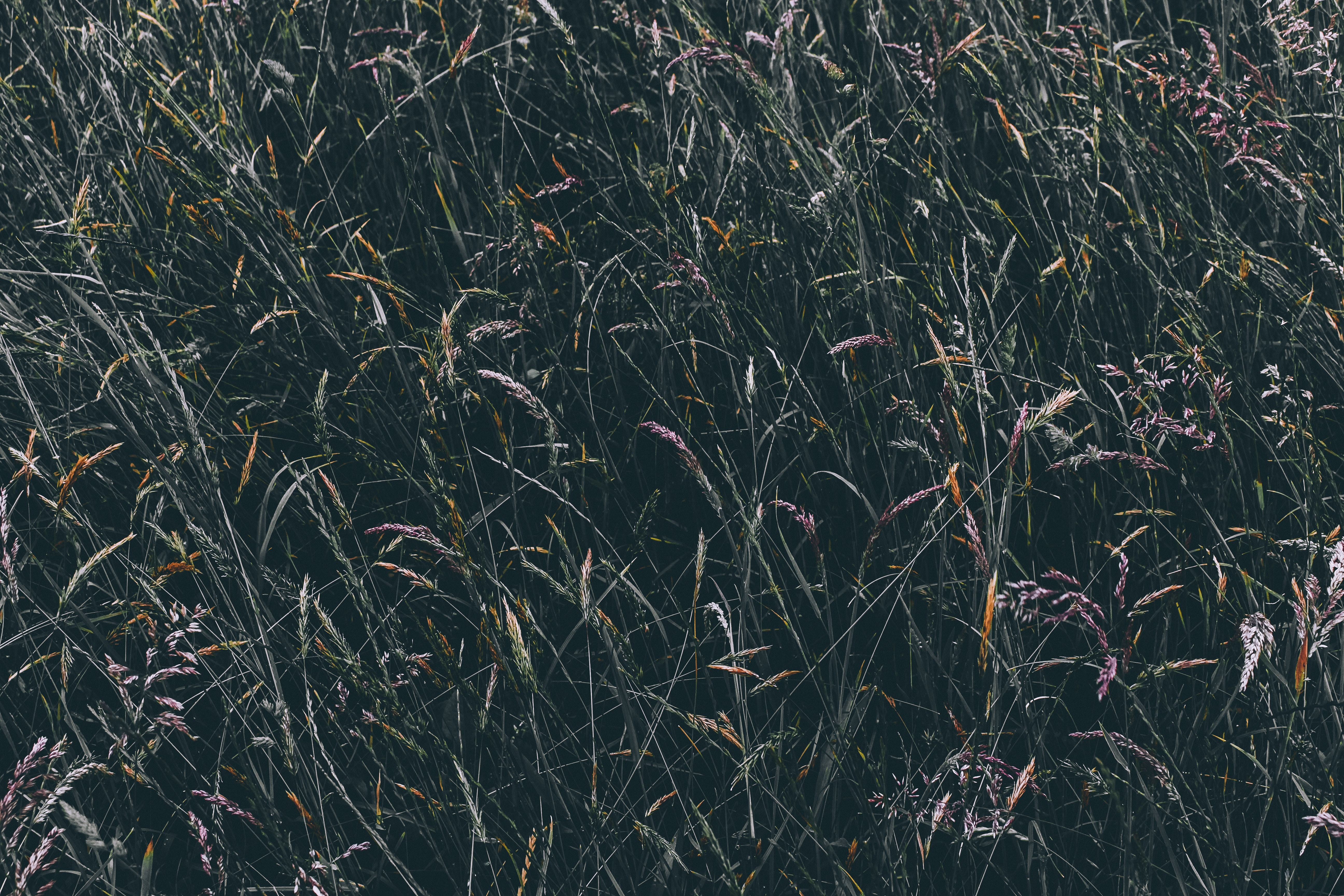 Desktop Backgrounds Vegetation grass, nature, field