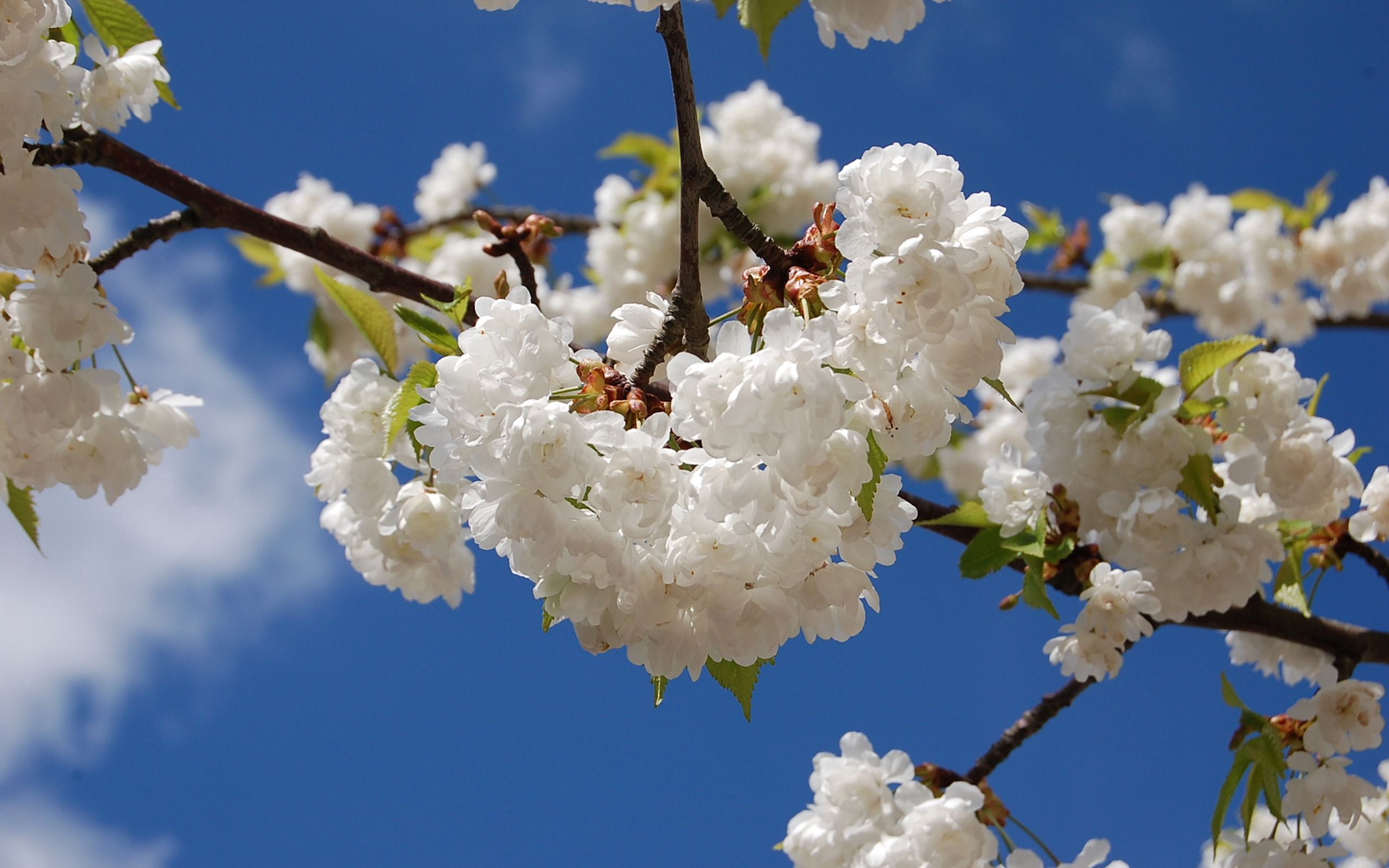Laden Sie das Frühling, Blumen, Sky, Blätter, Geäst, Zweige, Blühen, Blühenden, Stimmung, Schneewittchen, Knackig Weiß-Bild kostenlos auf Ihren PC-Desktop herunter