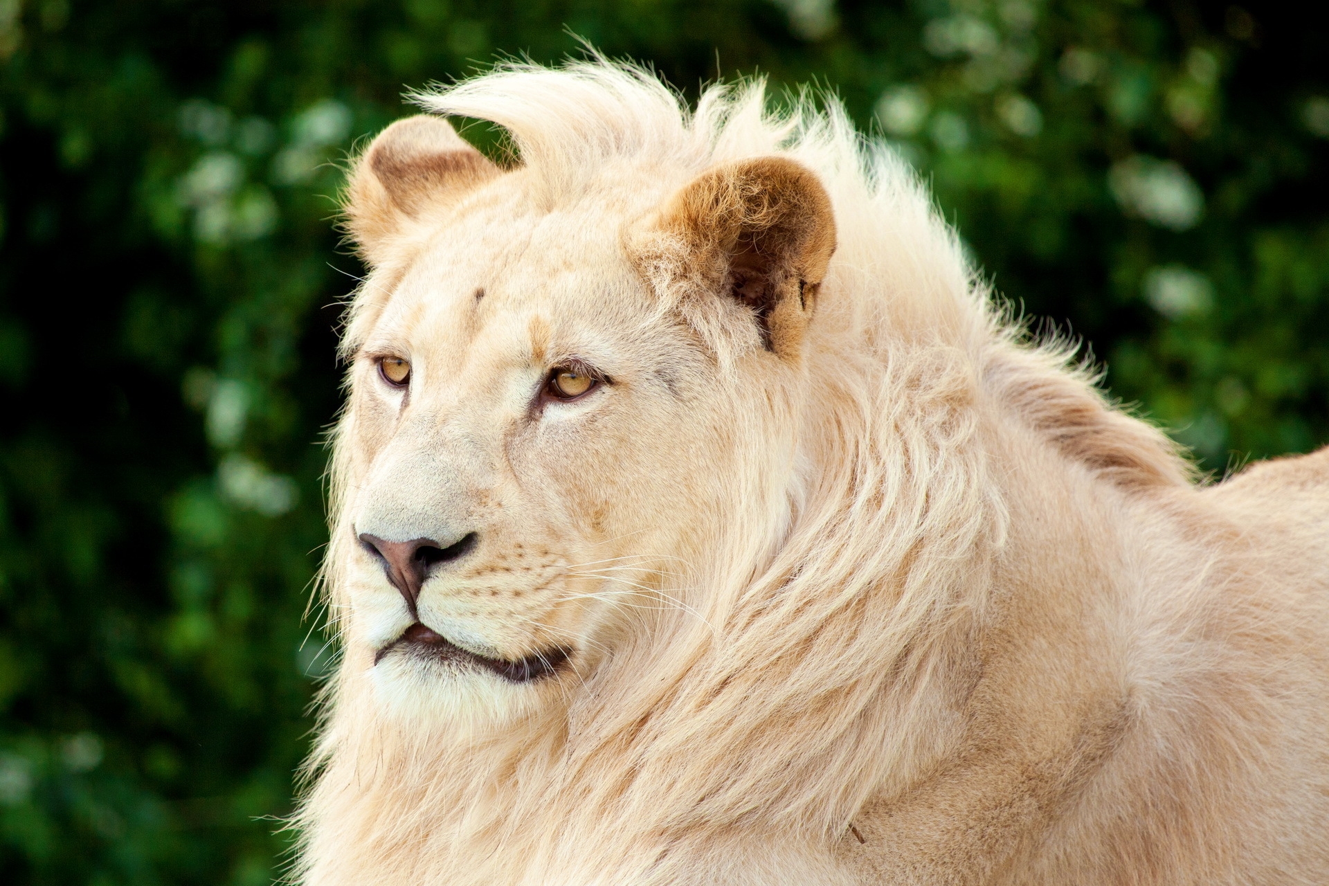 106122 Protetores de tela e papéis de parede Um Leão em seu telefone. Baixe albino, predador, predator, leão fotos gratuitamente