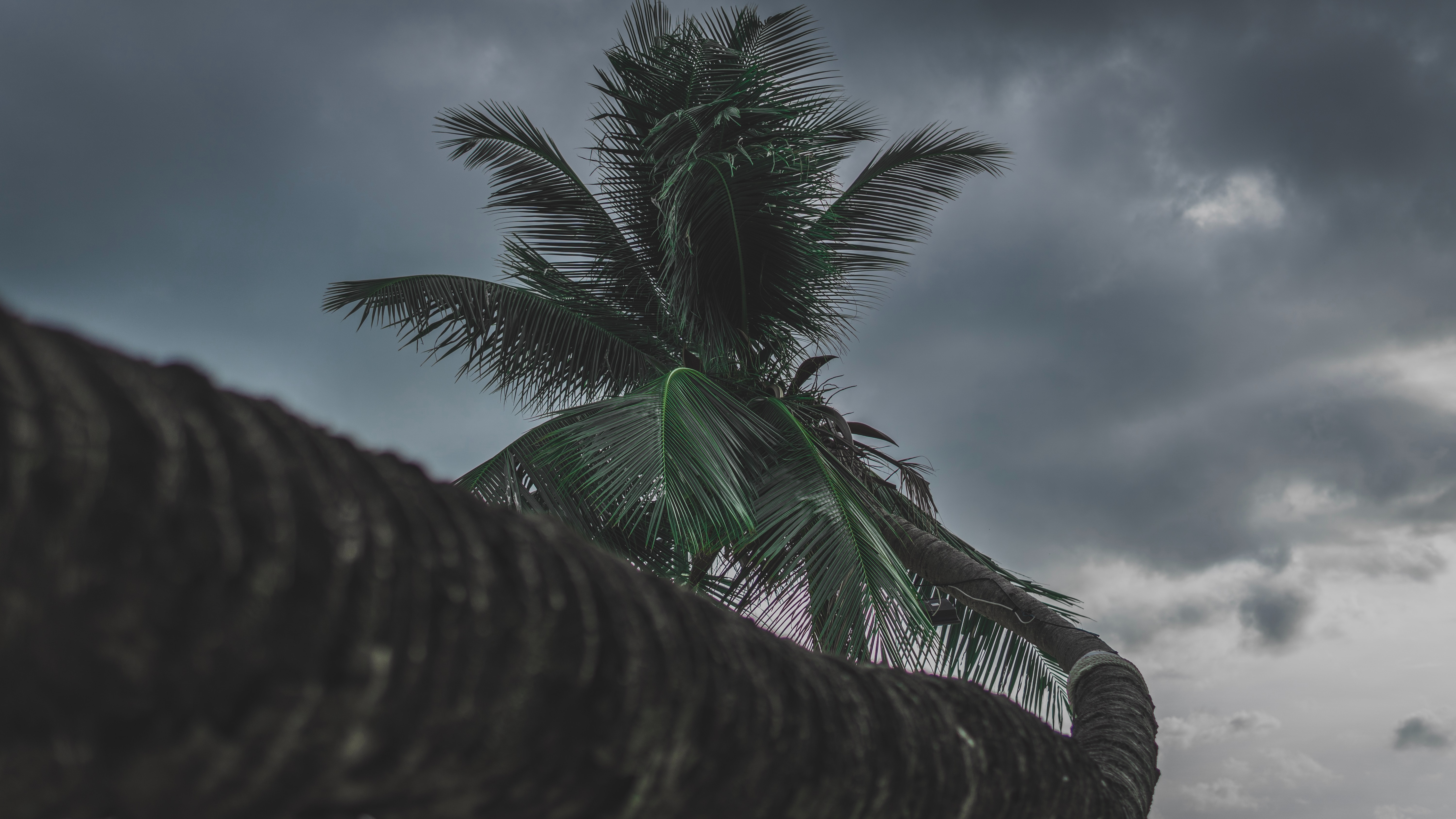 133211 Hintergrundbilder und Tropischen Bilder auf dem Desktop. Laden Sie palme, pflanze, natur, holz Bildschirmschoner kostenlos auf den PC herunter