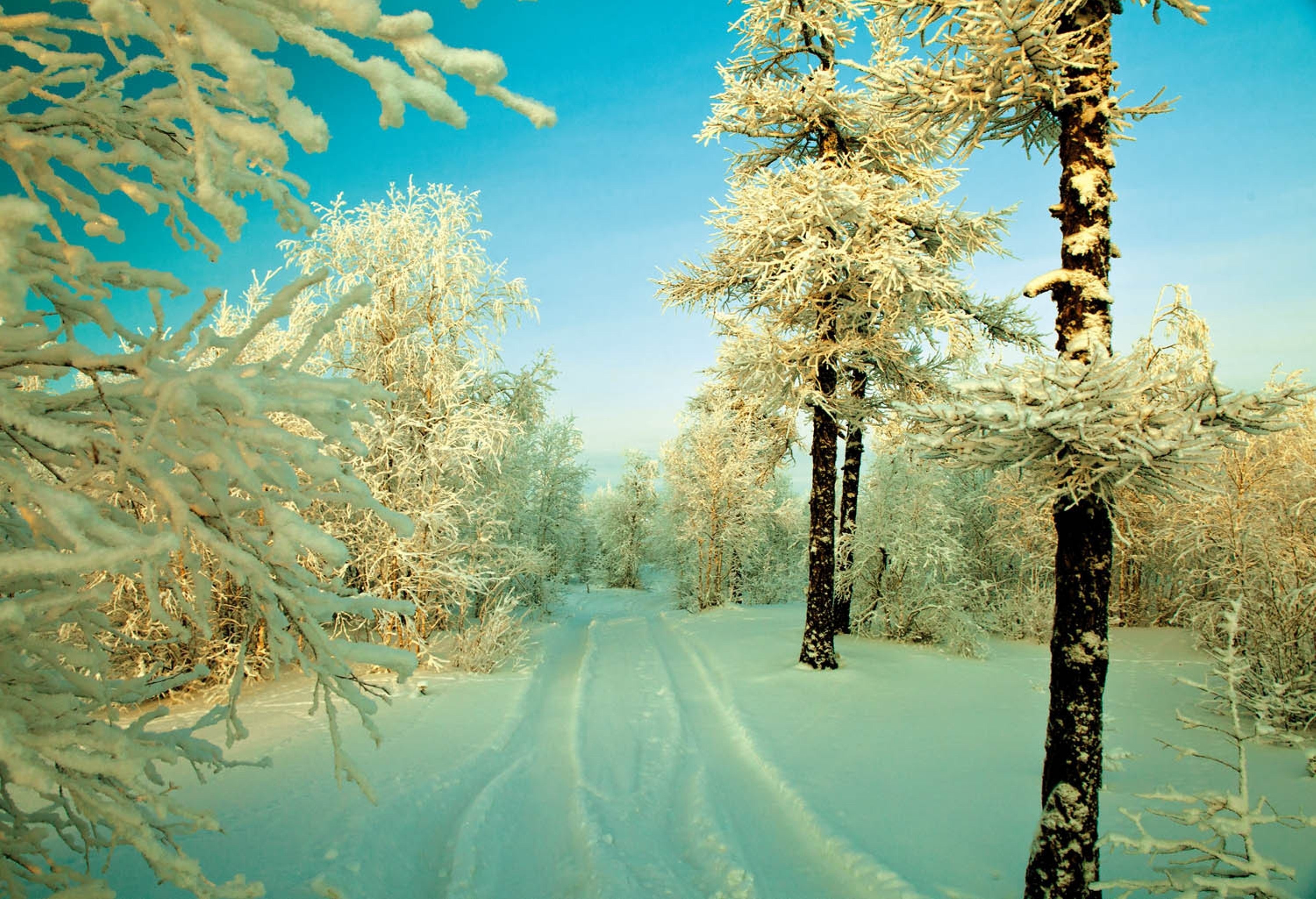 Красивая природа февраль. Зимняя природа. Красивая зима. Зима в лесу. Красивый зимний лес.