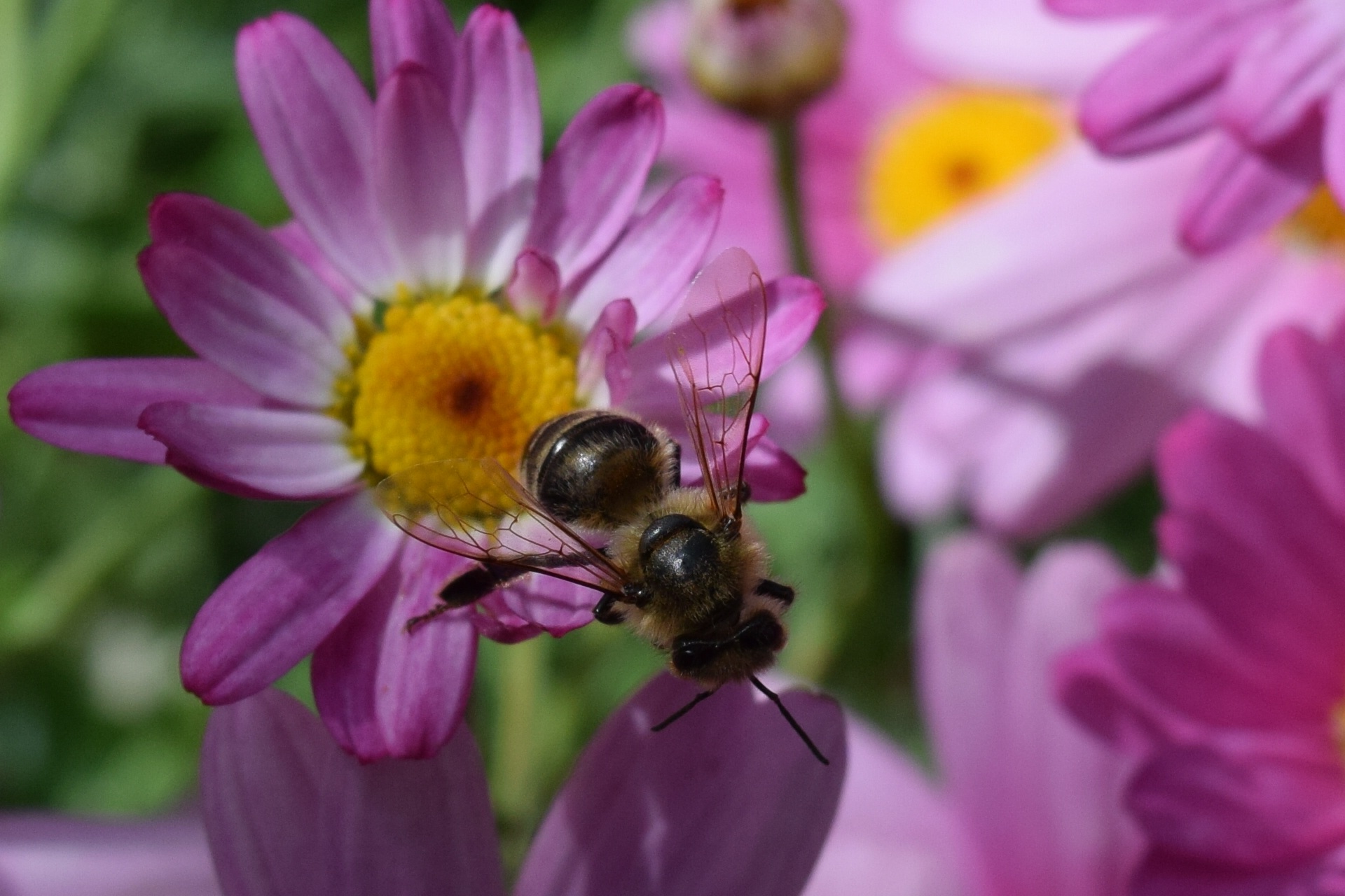 Laden Sie das Blume, Makro, Insekt, Biene-Bild kostenlos auf Ihren PC-Desktop herunter