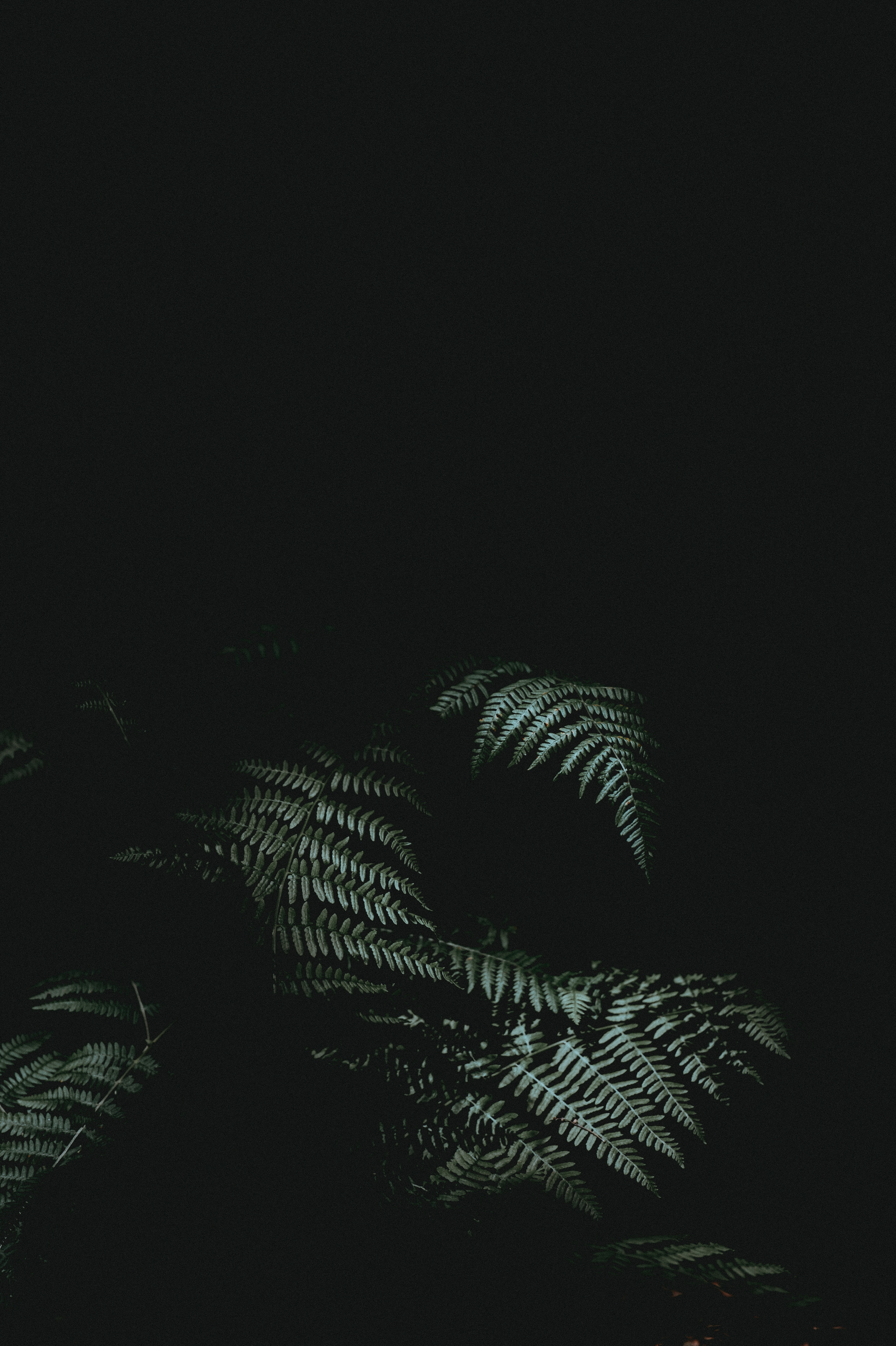 97621 Hintergrundbild herunterladen blätter, pflanze, dunkel, farn, dunkelheit - Bildschirmschoner und Bilder kostenlos