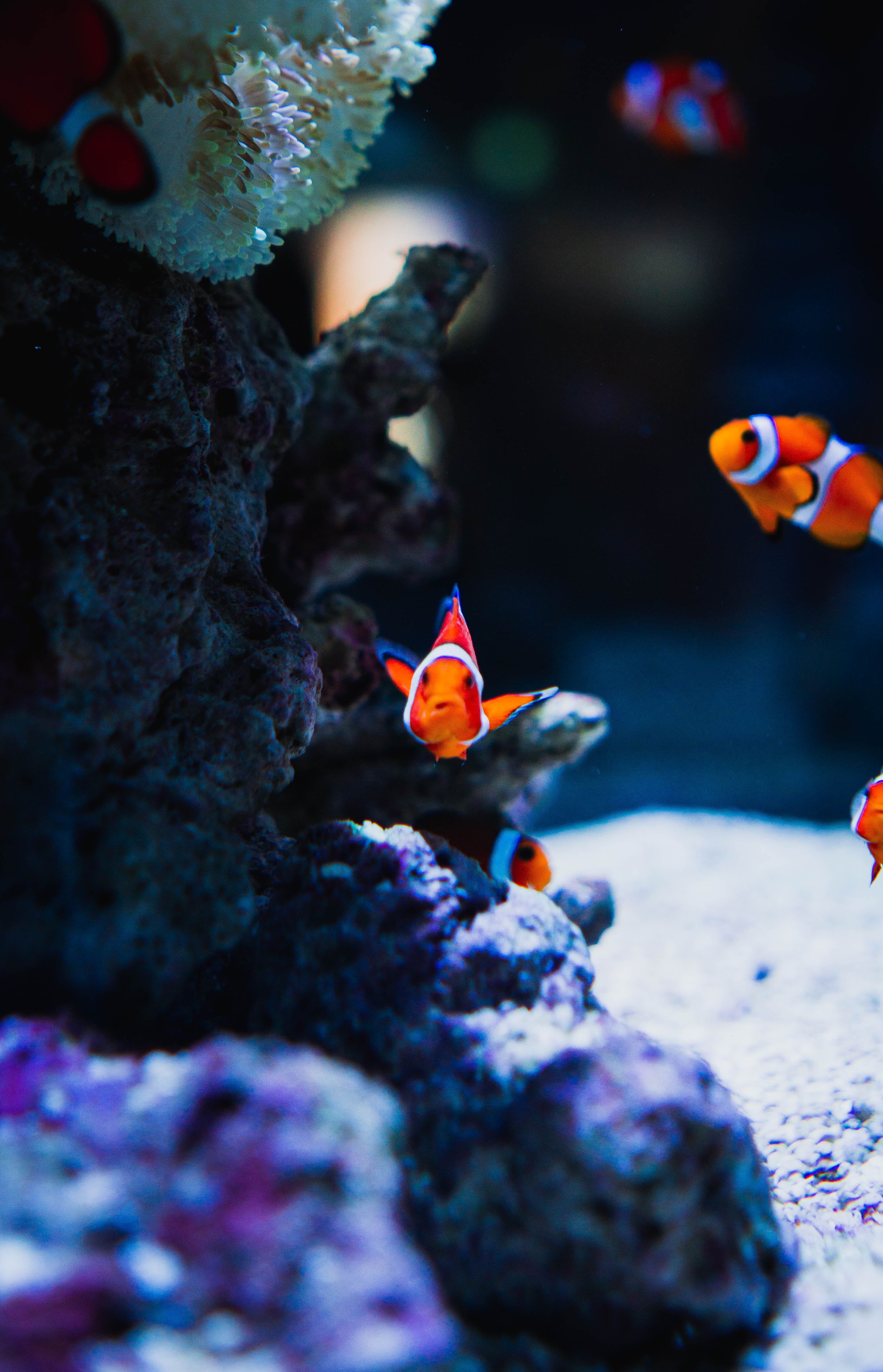 Laden Sie das Tiere, Fische, Koralle, Ozean, Unterwasserwelt-Bild kostenlos auf Ihren PC-Desktop herunter