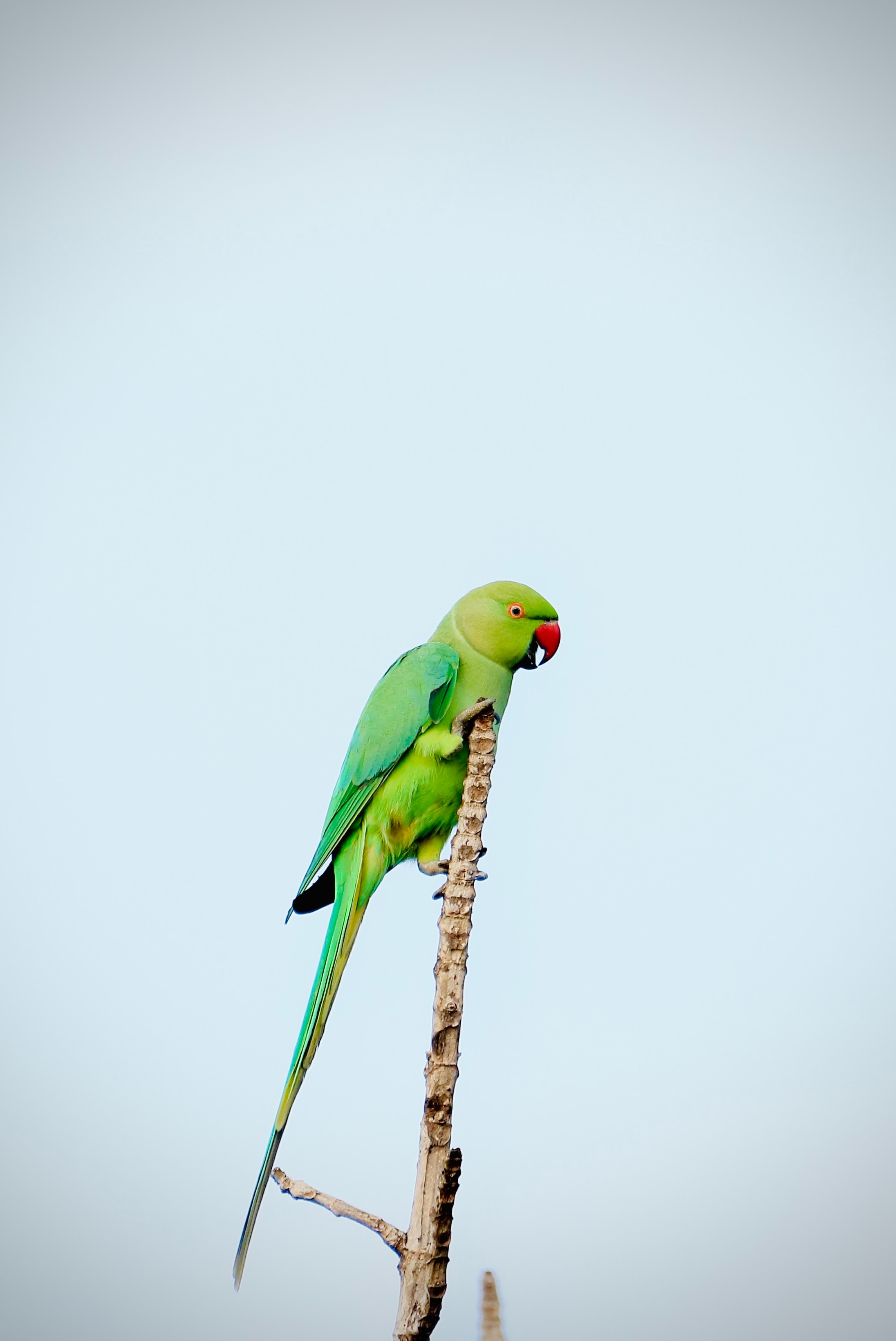 parrots, animals, green, bright, bird, branch Free Stock Photo