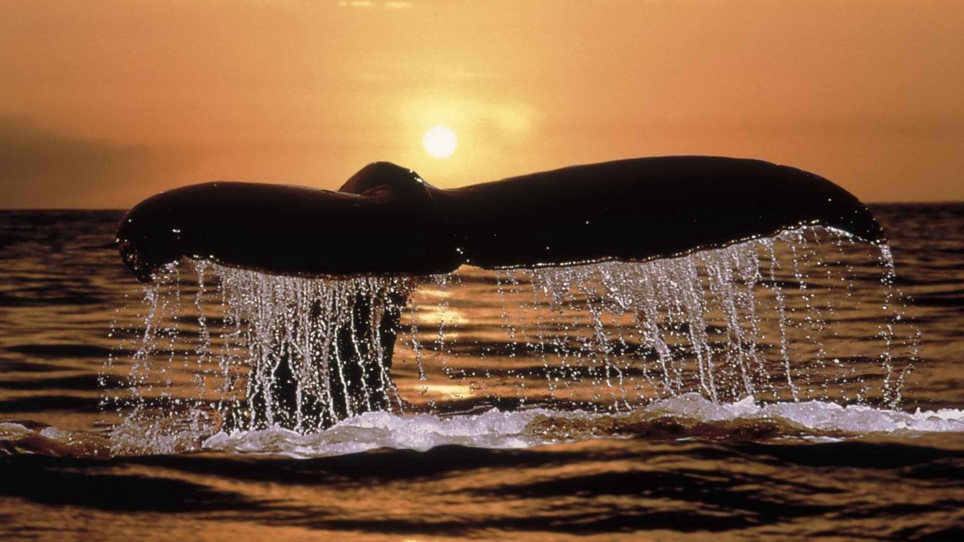 Desktop HD wallpaper: Animals, Sunset, Spray, Whale, Tail free download bac...