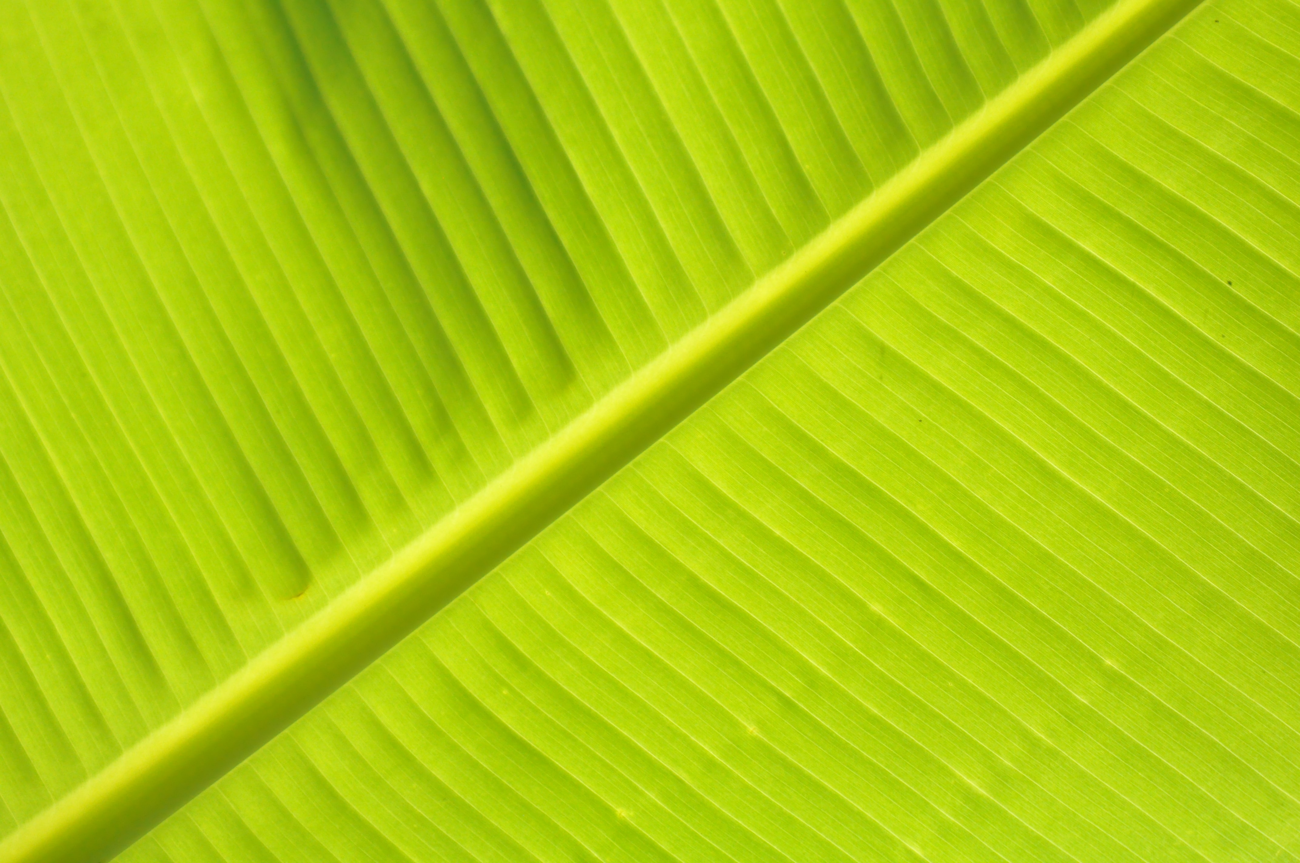 52461 download wallpaper stripes, green, plant, macro, sheet, leaf, streaks, veins screensavers and pictures for free