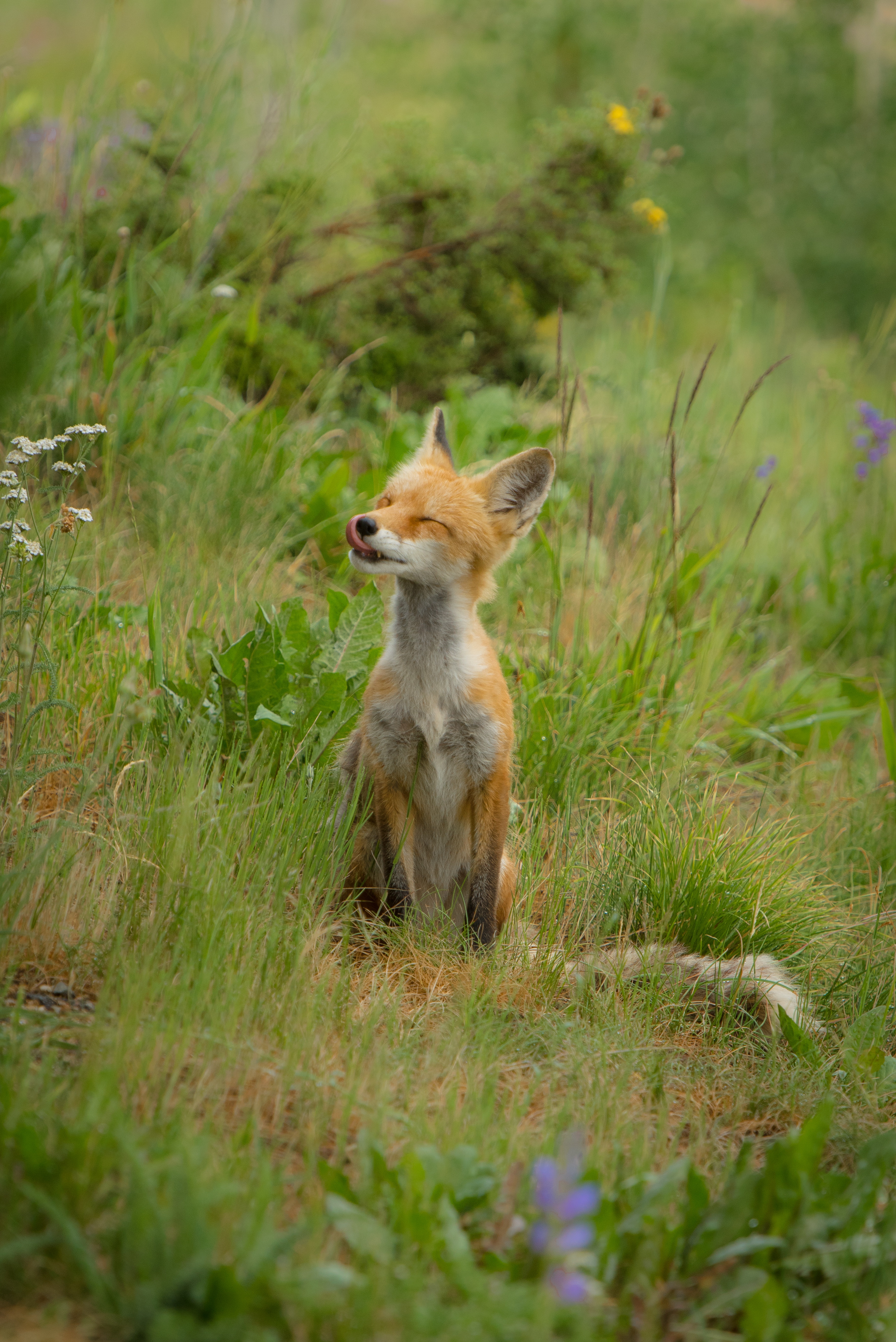 young, fox, animals, grass, joey, satisfied, content 4K