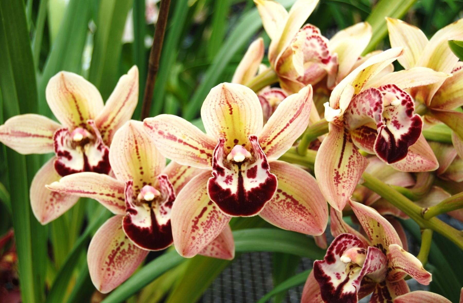 Laden Sie 154425: orchidee, gefleckt, entdeckt, orchid Desktop-Hintergrund kostenlos herunter
