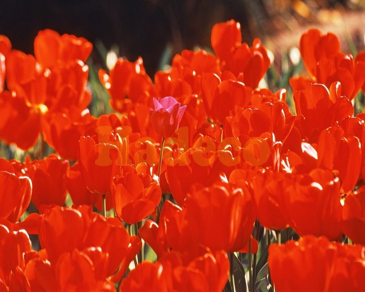334 Hintergrundbild herunterladen pflanzen, blumen, tulpen, rot - Bildschirmschoner und Bilder kostenlos