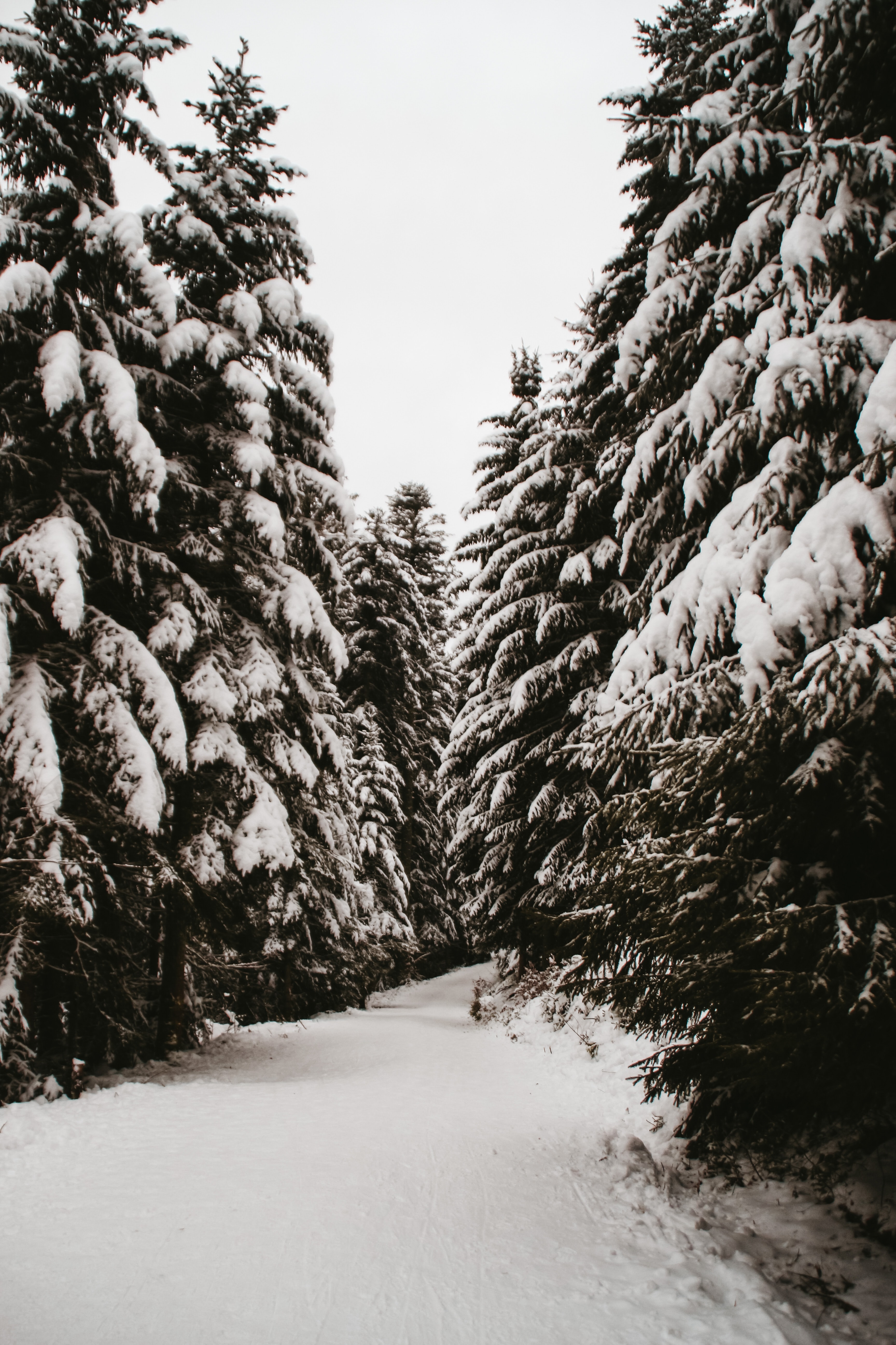 Laden Sie das Winter, Natur, Bäume, Schnee, Tannenbaum, Pfad-Bild kostenlos auf Ihren PC-Desktop herunter