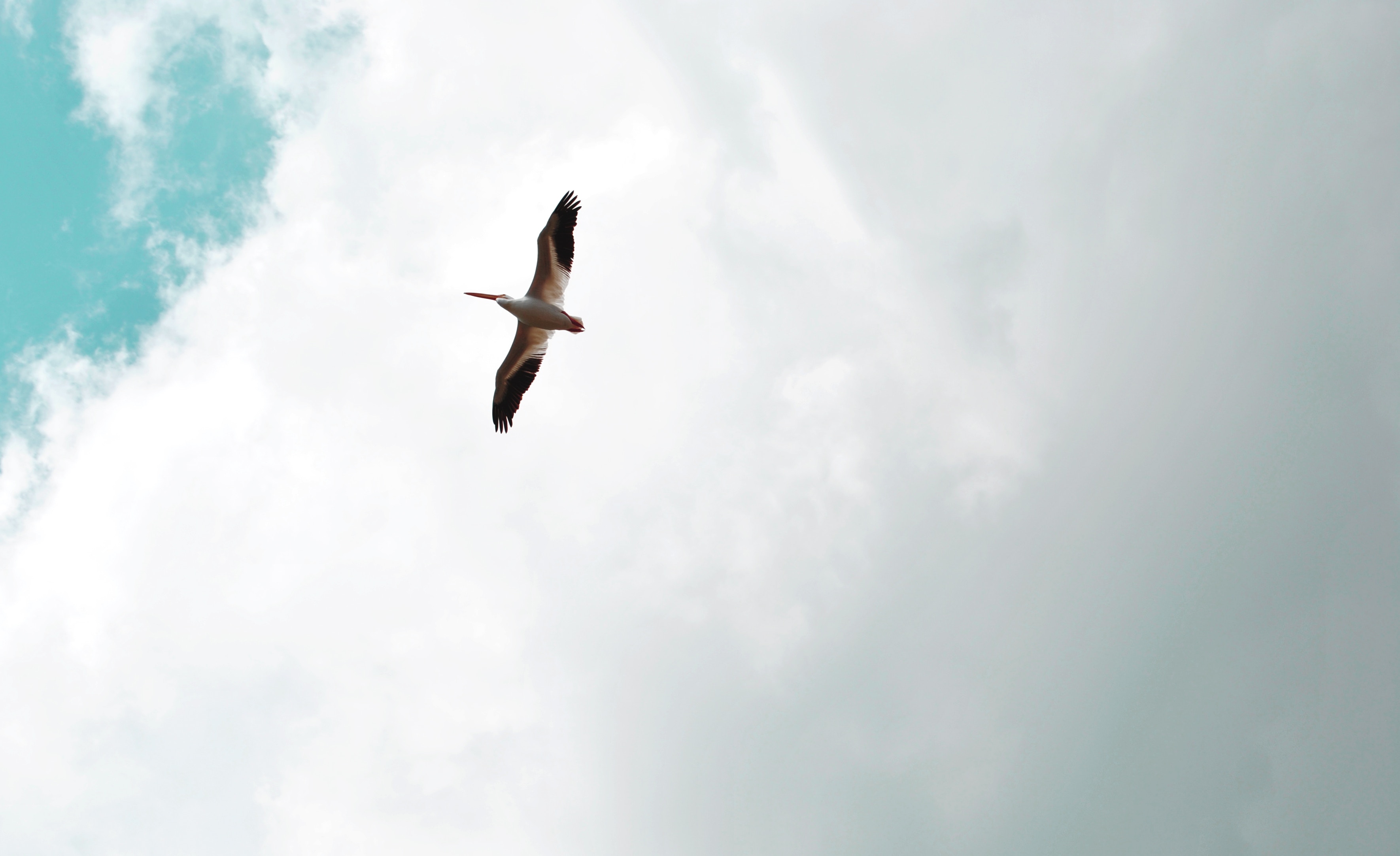 Laden Sie das Tiere, Sky, Vogel, Flug, Flügel, Pelikan, Pelican-Bild kostenlos auf Ihren PC-Desktop herunter