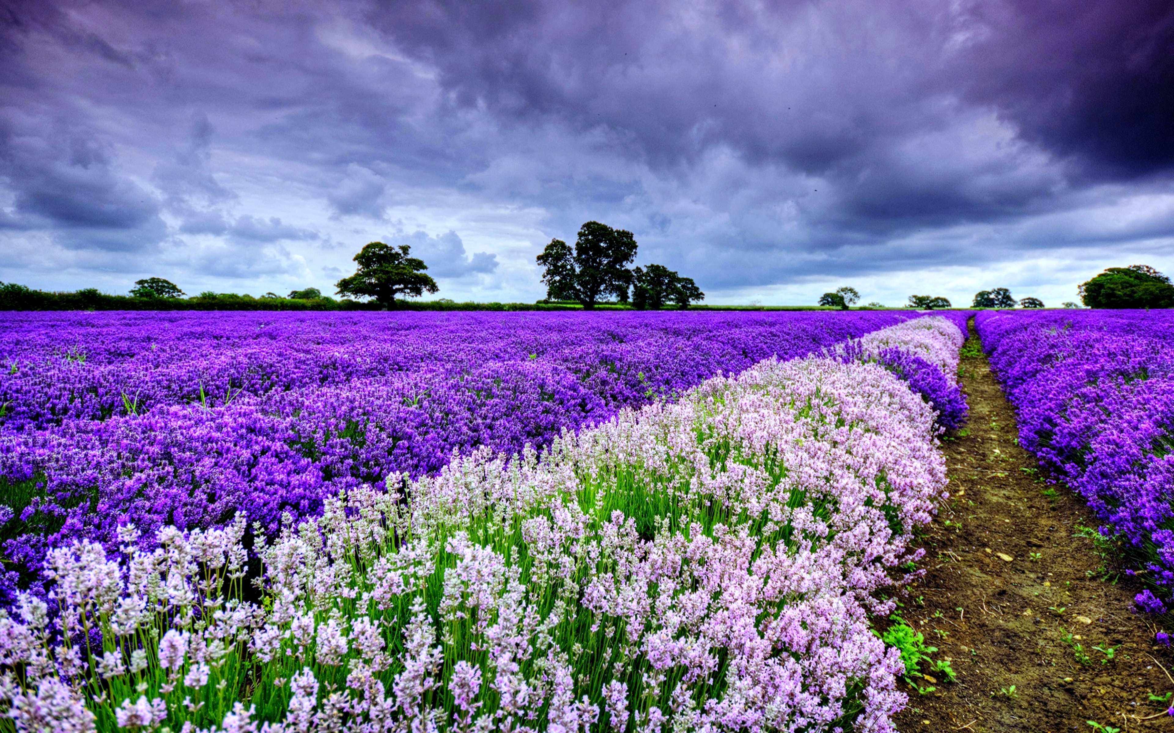 flowers, lavender, flower, nature, spring, landscape, cloud, field, earth QHD