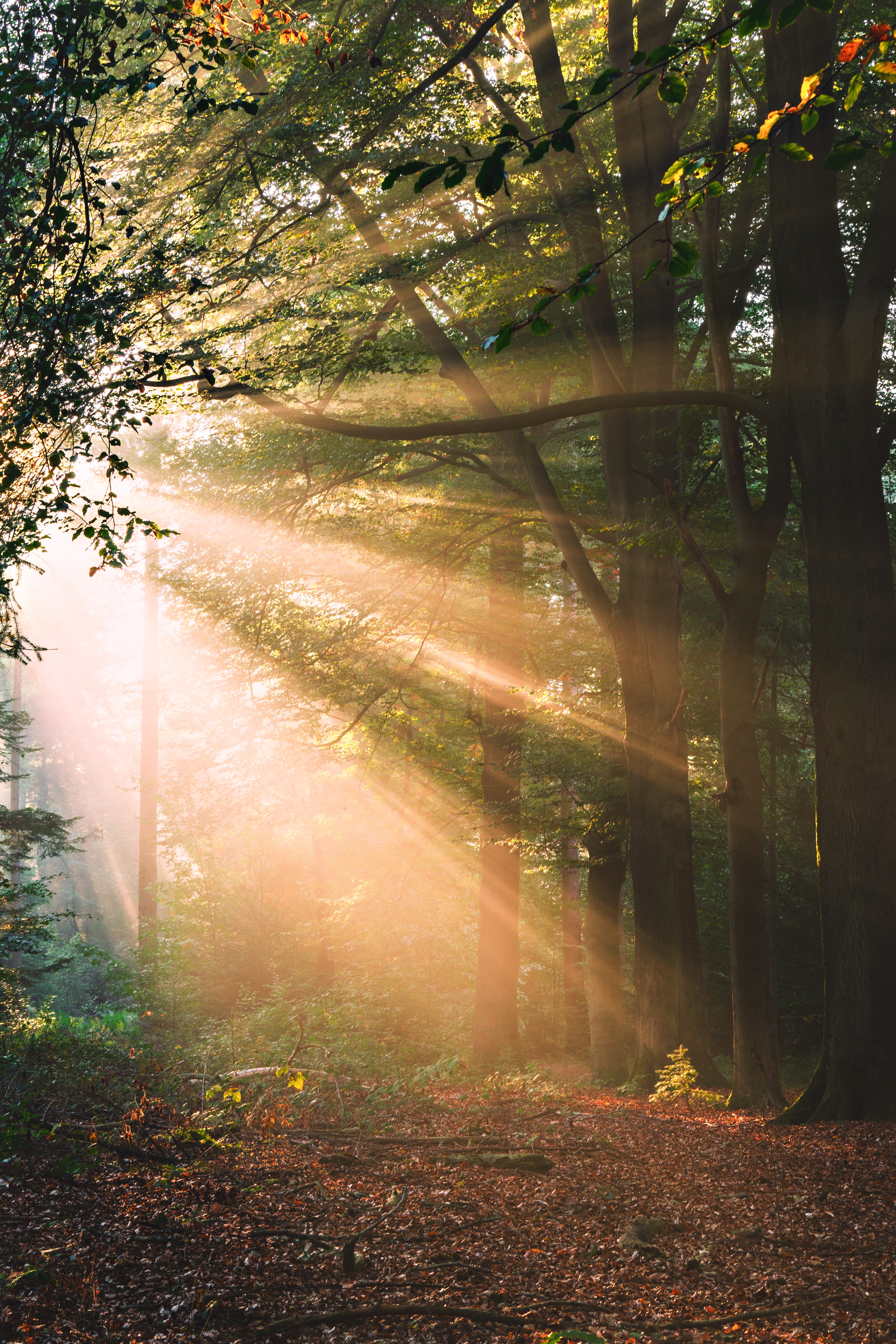 sunlight, trees, landscape, nature home screen for smartphone