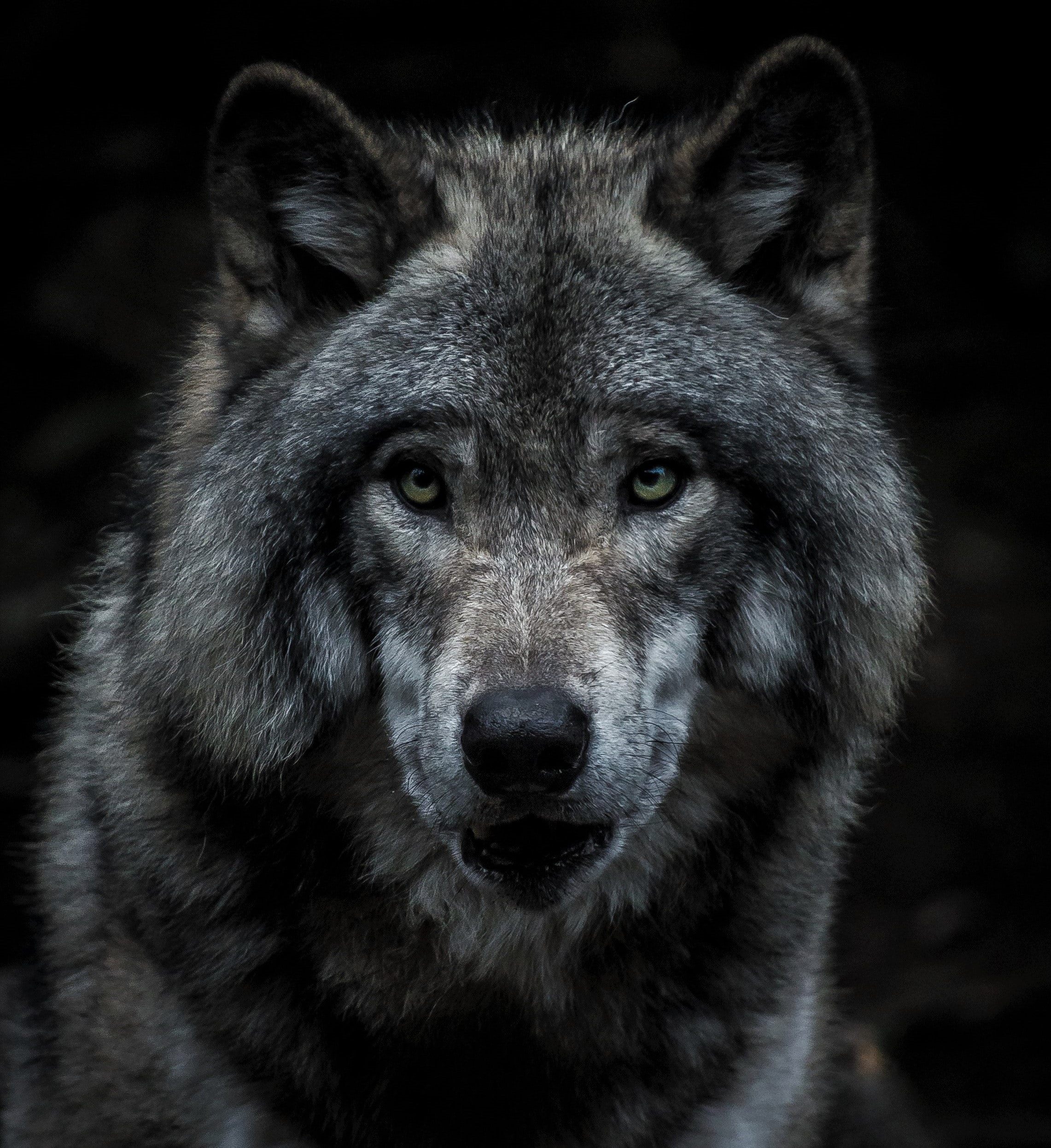 138147 download wallpaper wolf, animals, muzzle, predator, grey screensavers and pictures for free