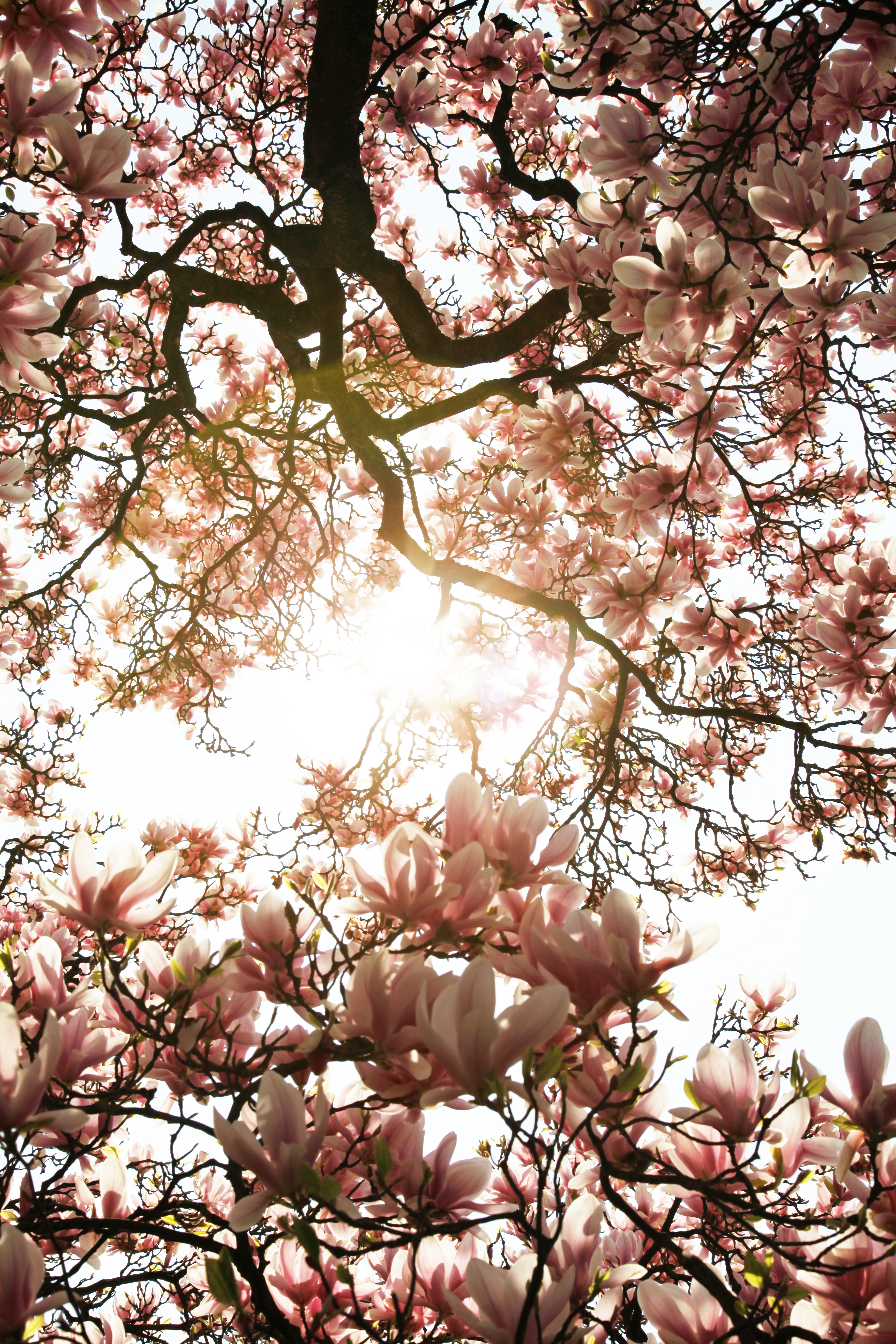 66726 Hintergrundbild herunterladen magnolie, blumen, rosa, holz, baum, sonnenlicht, magnolia - Bildschirmschoner und Bilder kostenlos