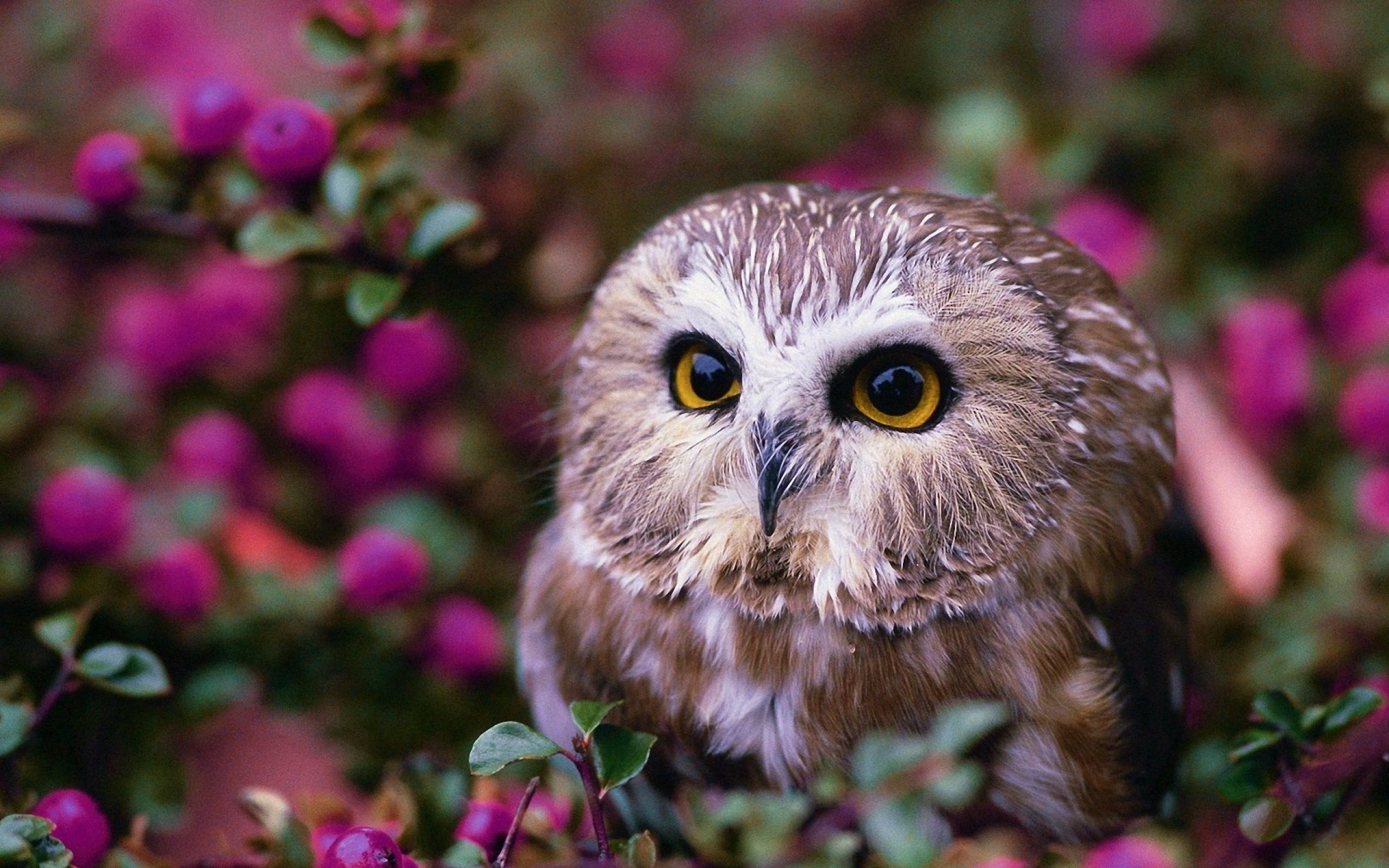 90921 download wallpaper flowers, animals, owl, wood, tree screensavers and pictures for free