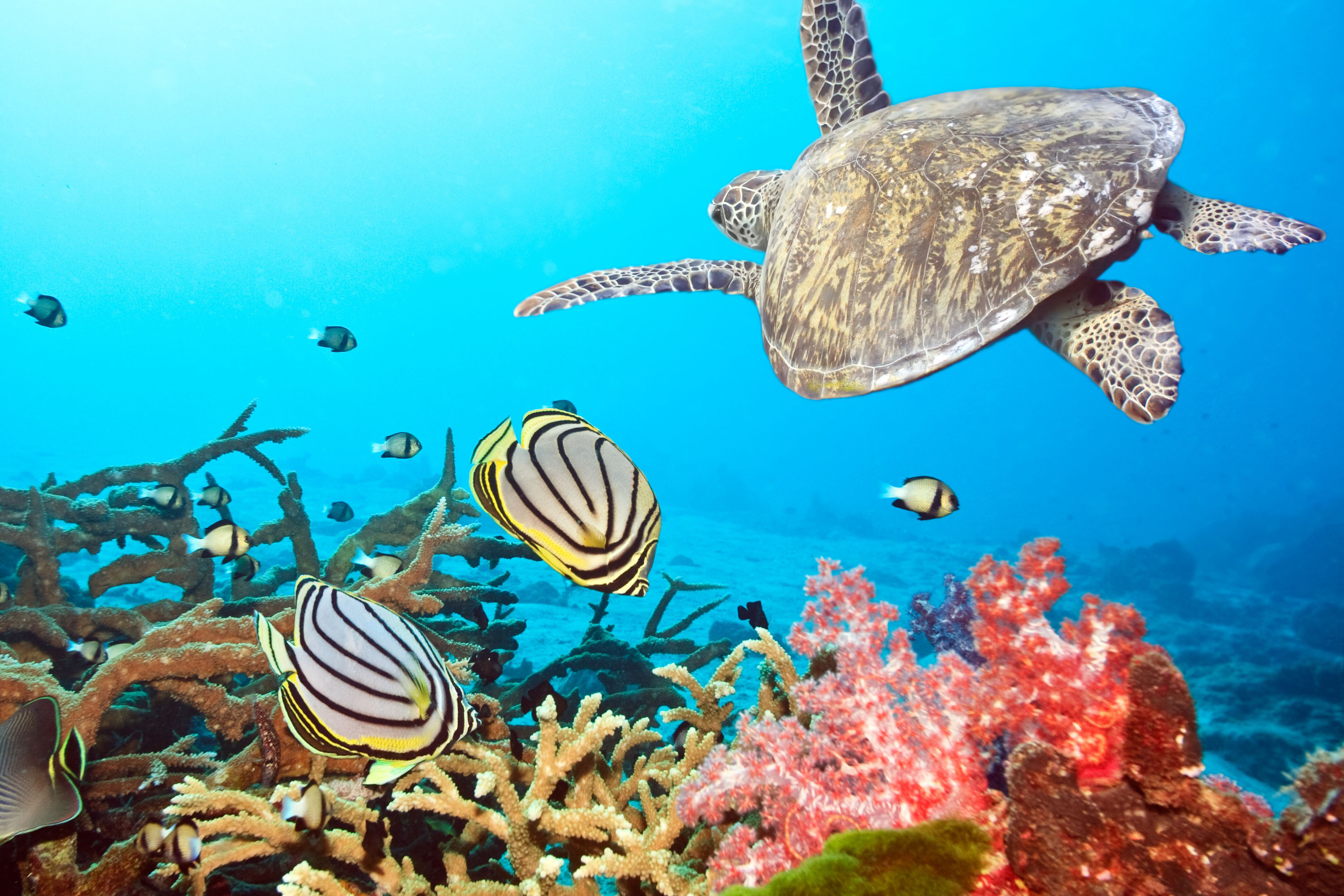 animals, turtles, sea, turquoise phone background