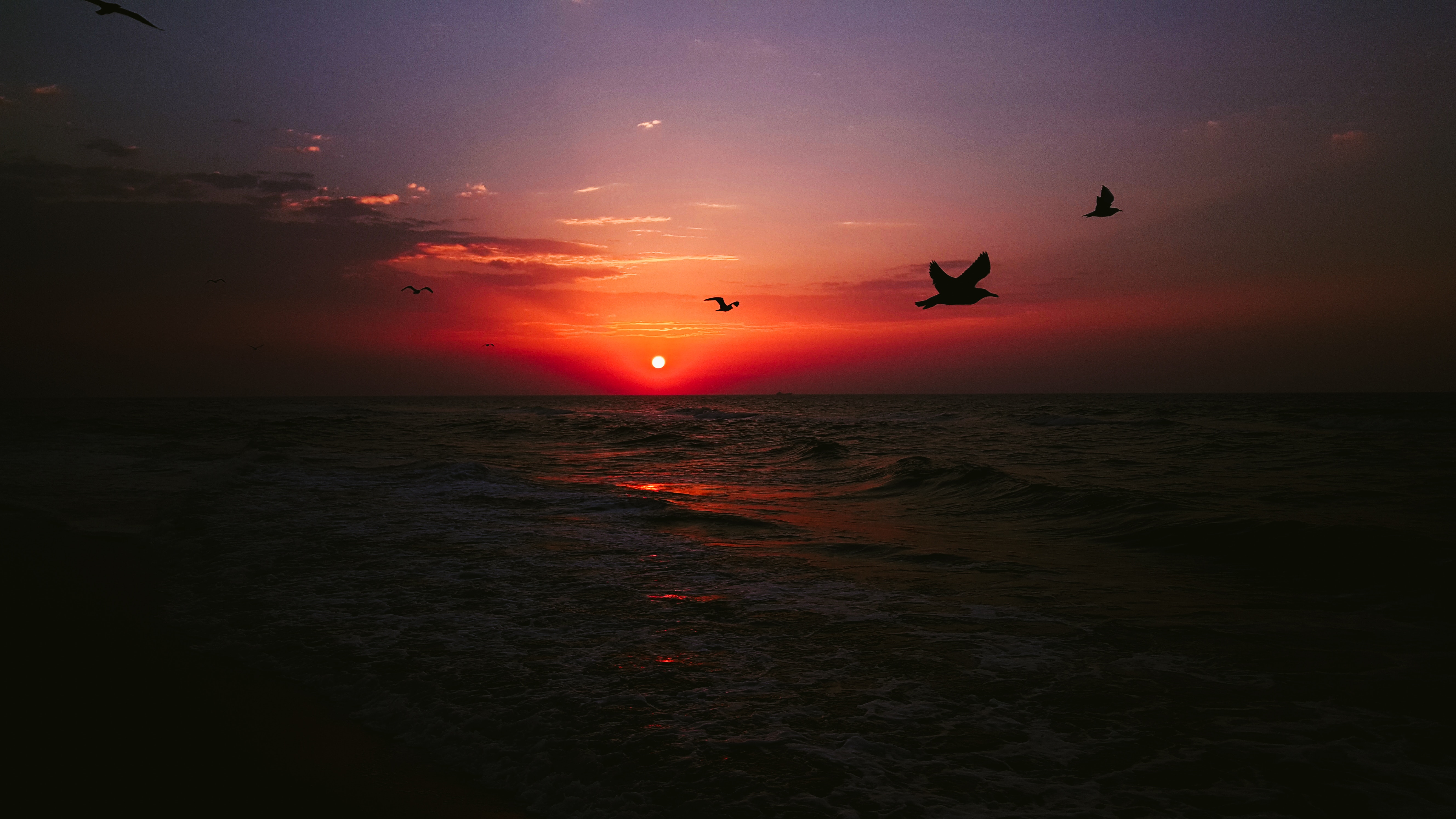 156472 Salvapantallas y fondos de pantalla Birds en tu teléfono. Descarga imágenes de mar, puesta del sol, oscuro gratis