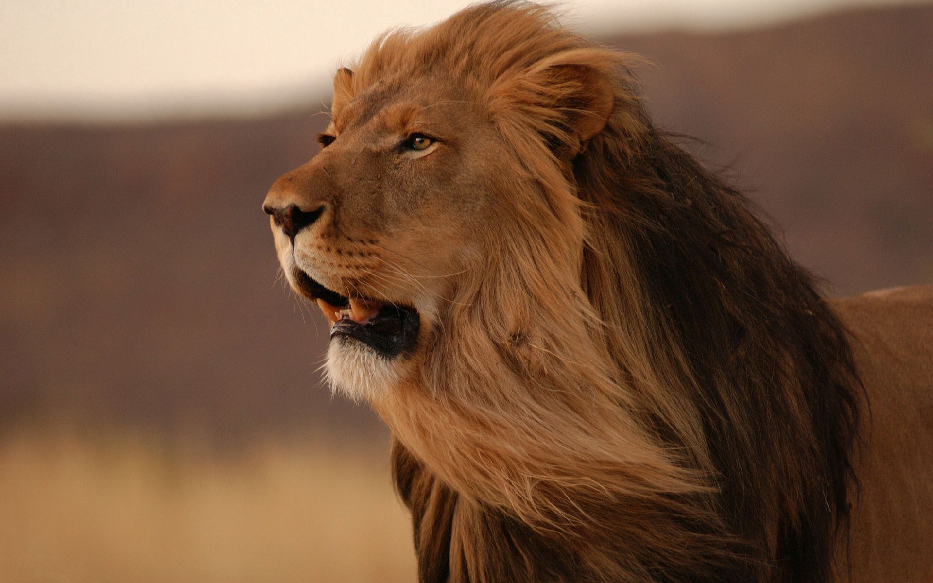 lion, animals, grin, predator, big cat, mane, wind Free Stock Photo
