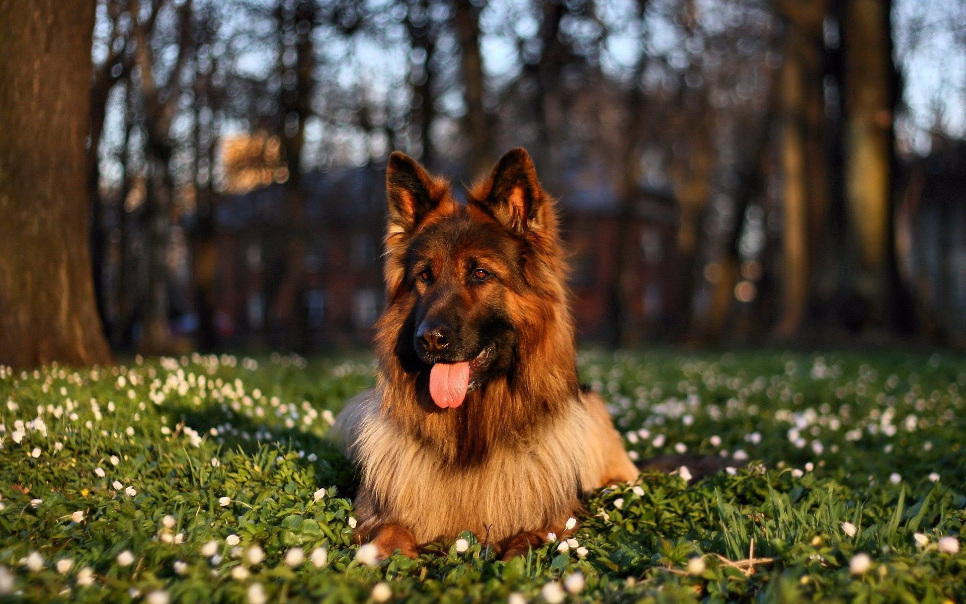 Download mobile wallpaper Animals, Grass, Sit, Dog, Protruding Tongue, Tongue Stuck Out for free.