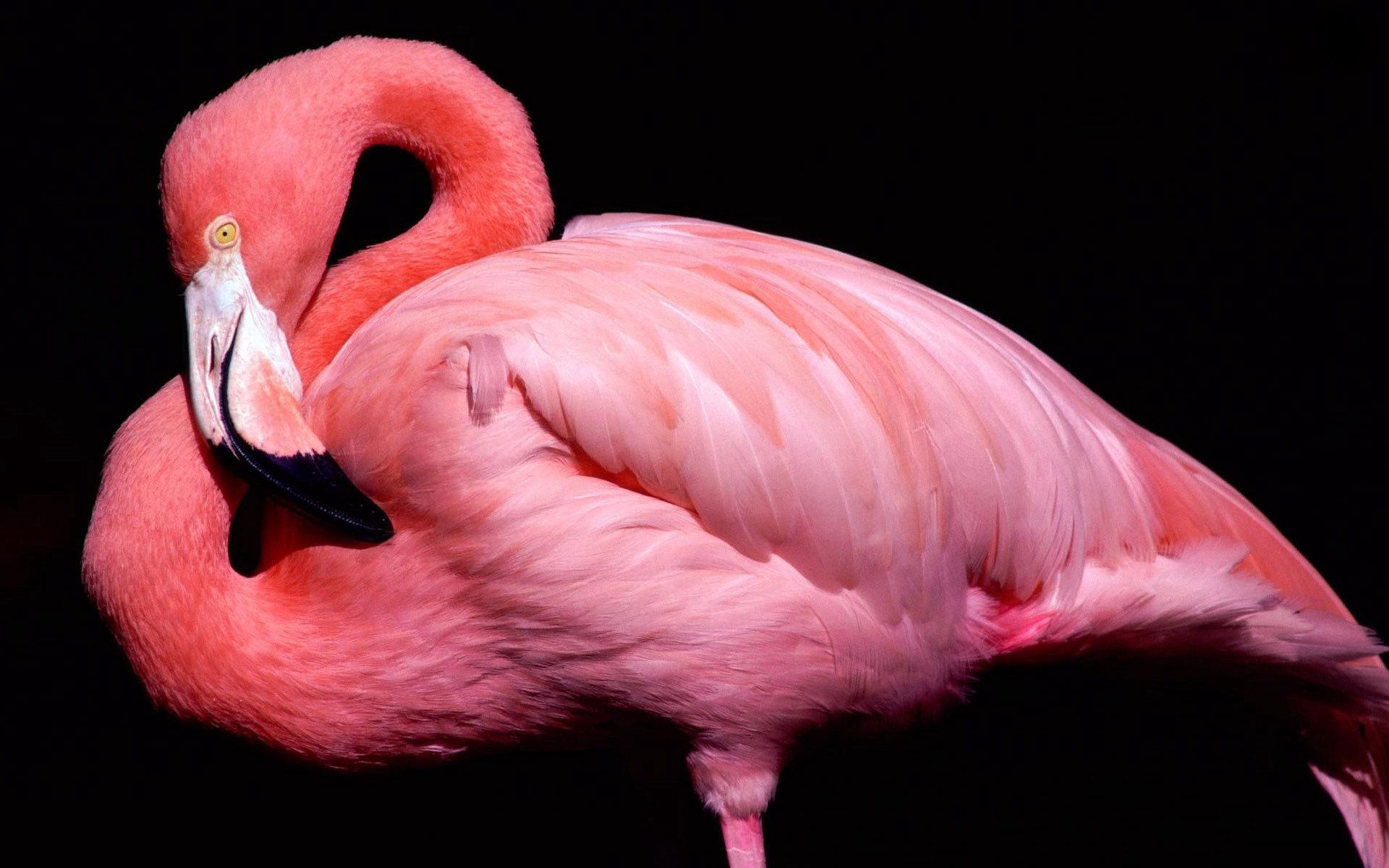 Laden Sie das Tiere, Rosa, Flamingo, Vogel, Schnabel, Schwarzer Hintergrund-Bild kostenlos auf Ihren PC-Desktop herunter