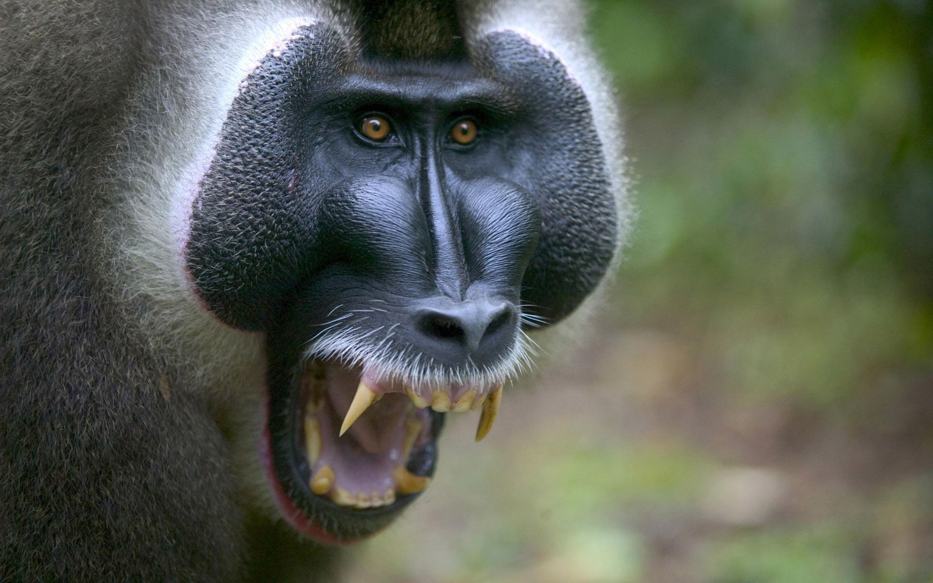 Laden Sie das Tiere, Aggression, Schnauze, Affe, Ein Affe, Fangzähne, Zähne-Bild kostenlos auf Ihren PC-Desktop herunter