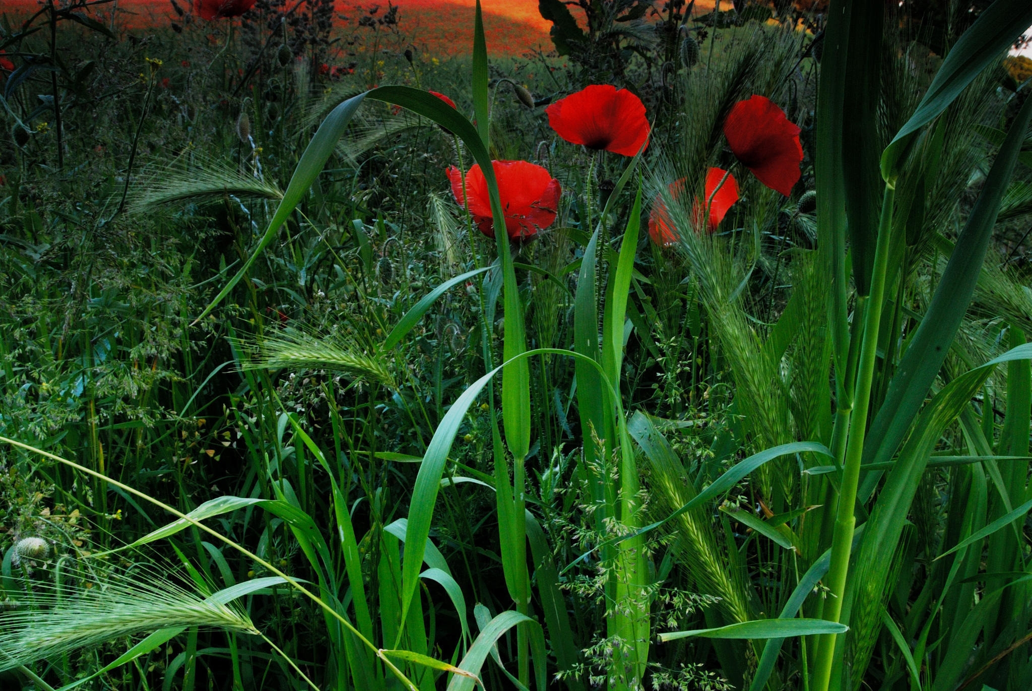 69557 download wallpaper nature, grass, poppies, field, ears, spikes screensavers and pictures for free
