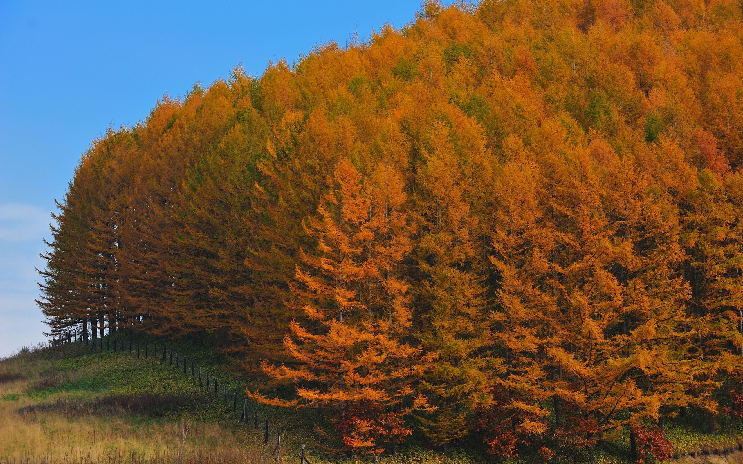 Handy-Wallpaper Natur, Bäume, Herbst, Gold-, Wald, Linderung, Erleichterung, Zaun, Japan, Fechten, Gehäuse kostenlos herunterladen.
