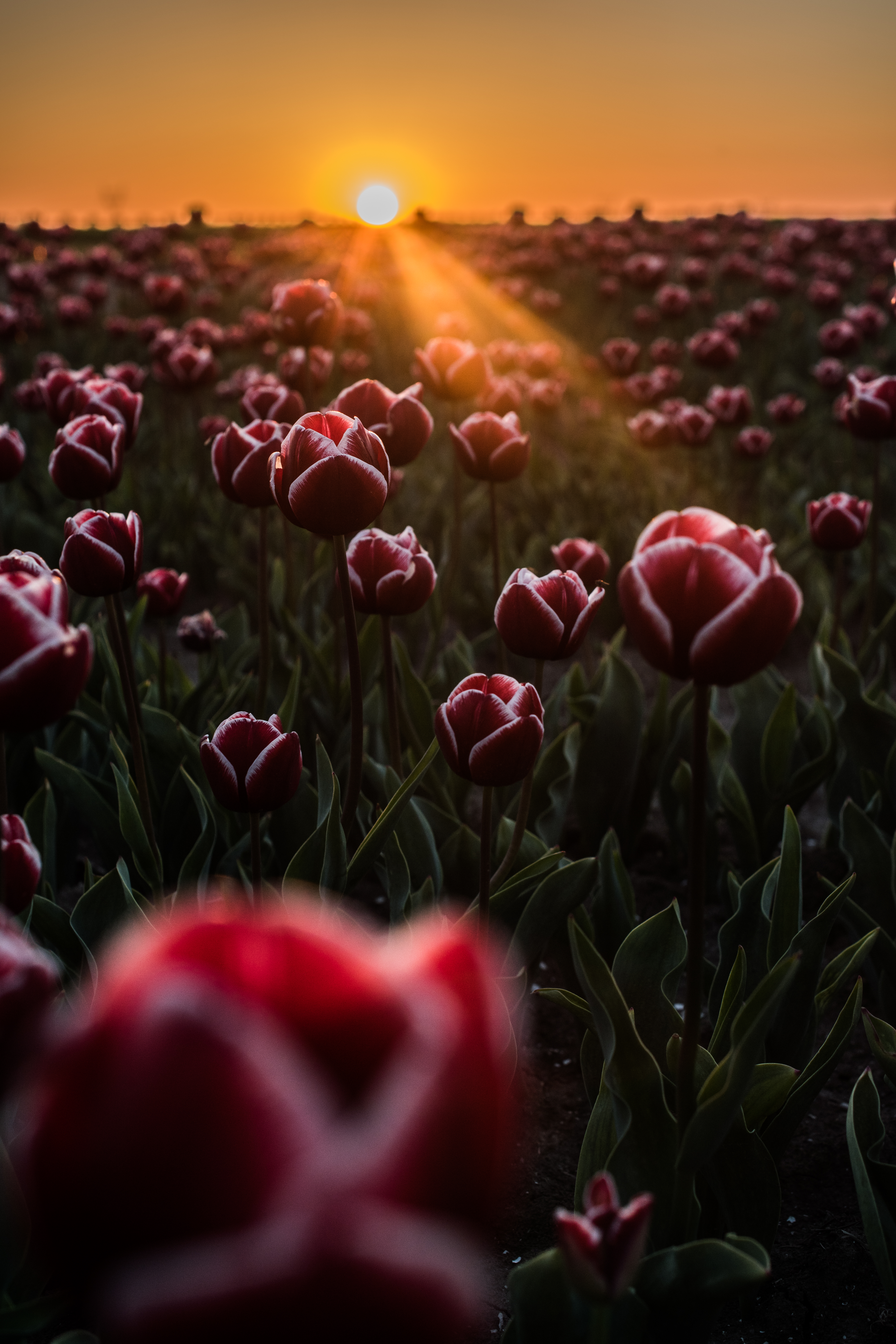 tulips, flowers, horizon, field, sunlight UHD