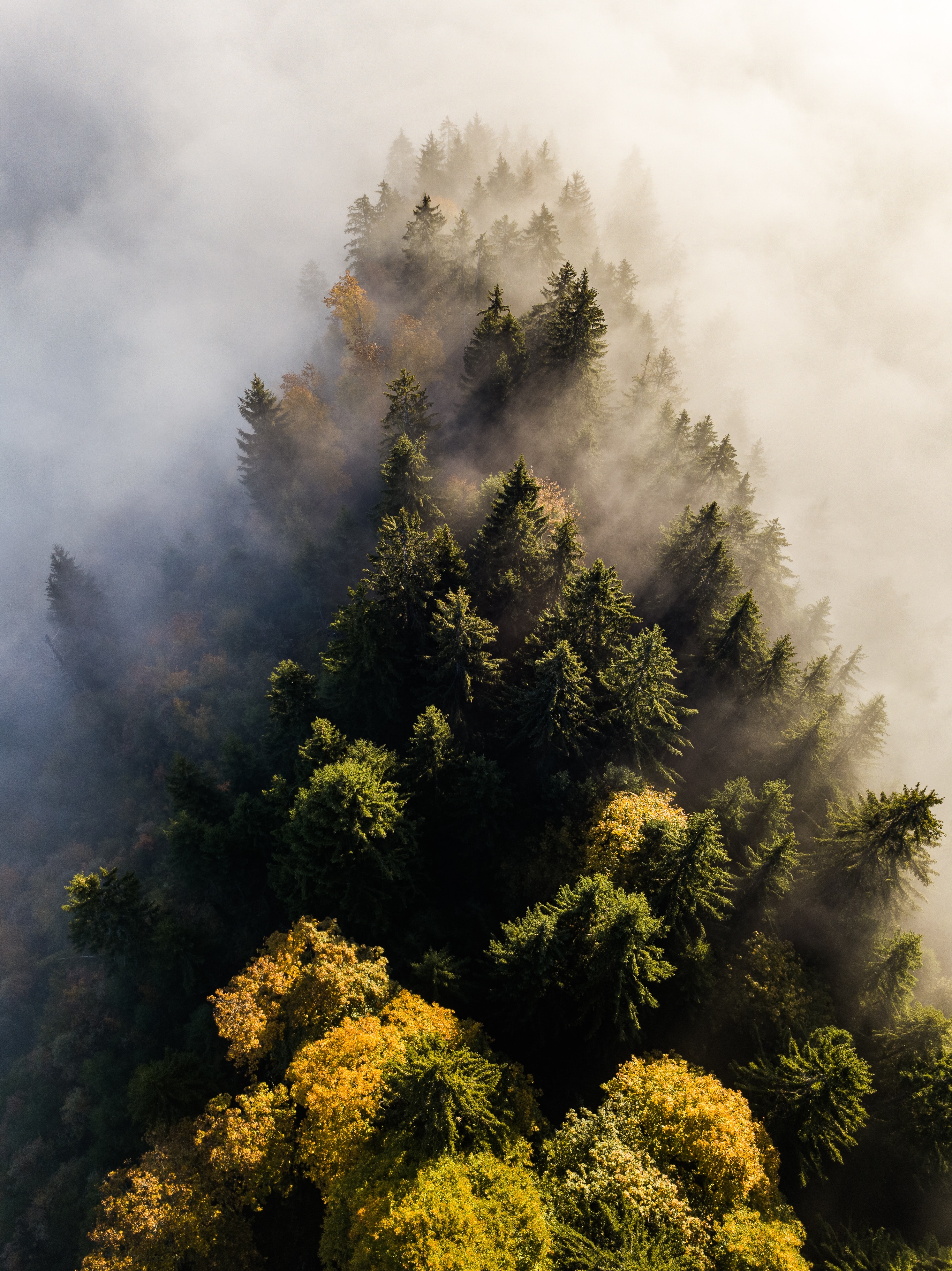 119049 Hintergrundbild herunterladen oberteile, natur, bäume, blick von oben, nach oben, wald, nebel - Bildschirmschoner und Bilder kostenlos