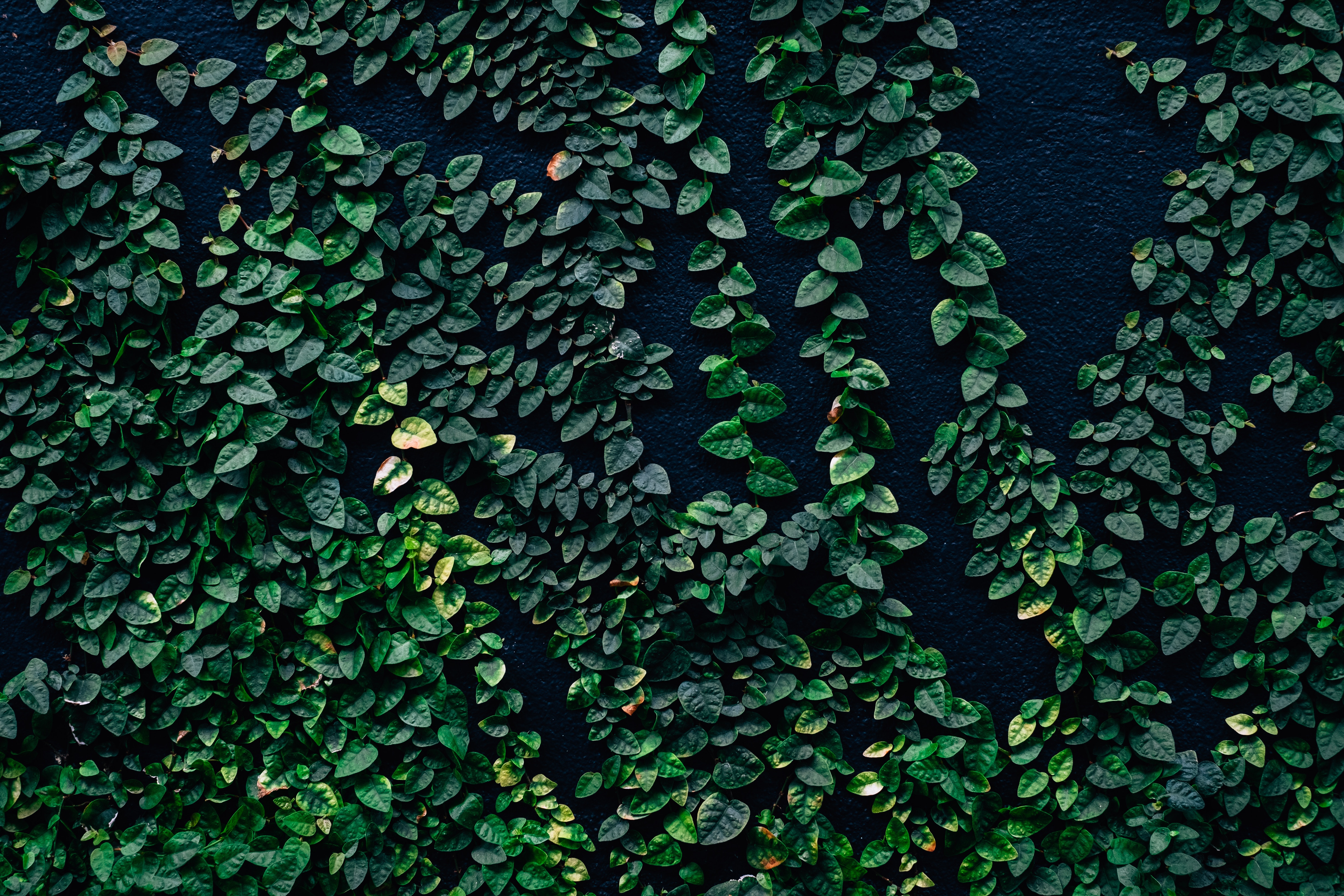 Images & Pictures wall, green, nature Leaves